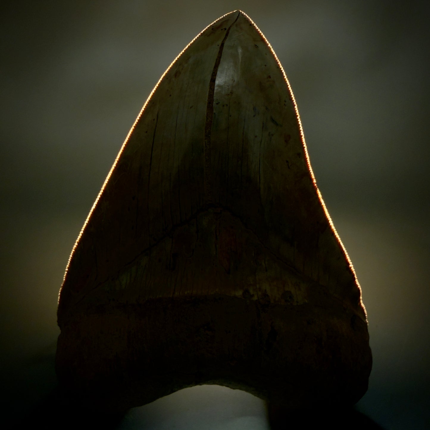 Front View Authentic, Collector's quality 5.57″ Colorful Megalodon Tooth – West Java Indonesia CM6383 - 2