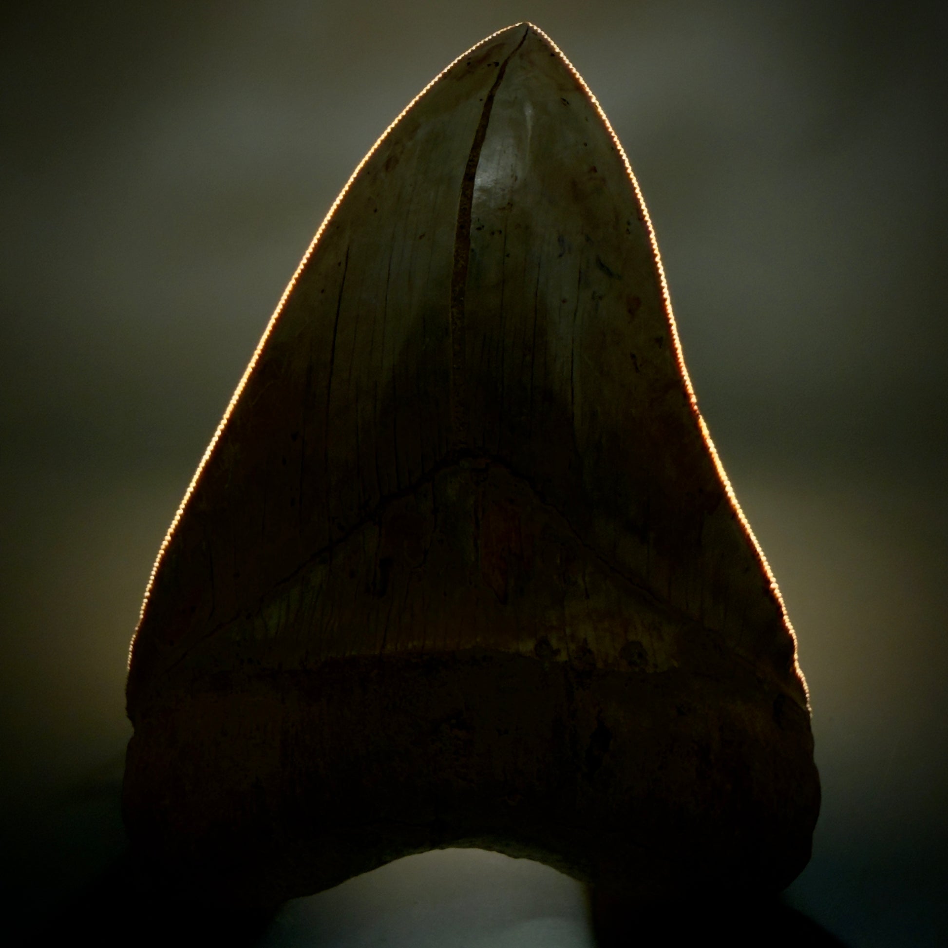 Front View Authentic, Collector's quality 5.57″ Colorful Megalodon Tooth – West Java Indonesia CM6383 - 2