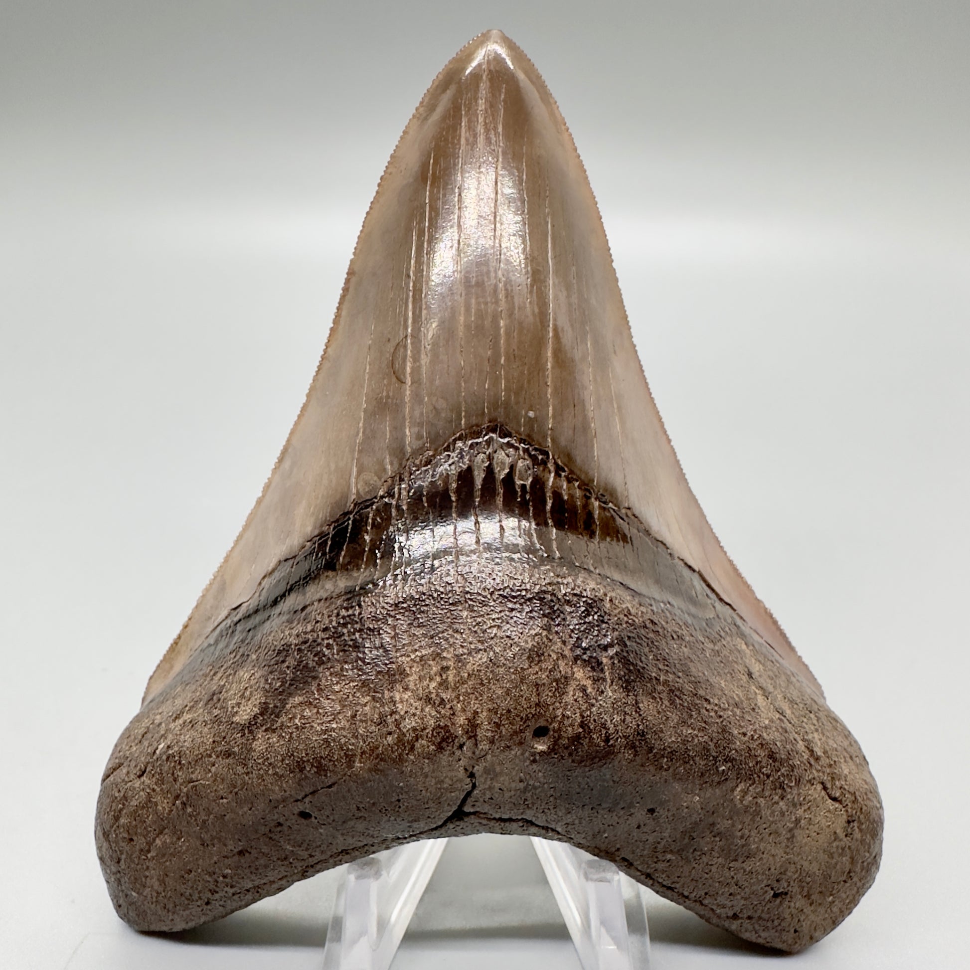 Collector quality gem 4.46 inches Red and brown serrated Megalodon tooth from Georgia front