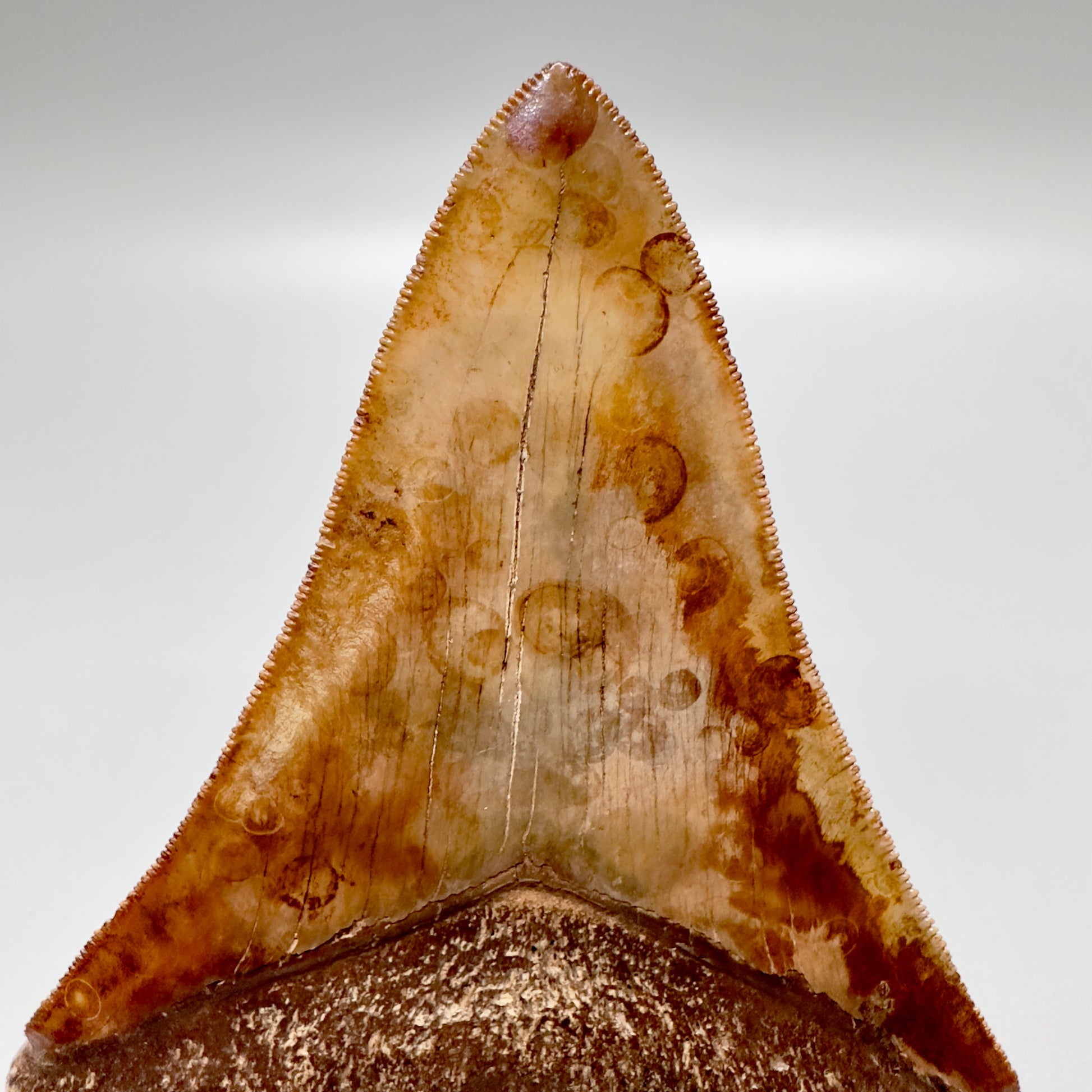 Print details on Collector quality gem 4.46 inches Red and brown serrated Megalodon tooth from Georgia back