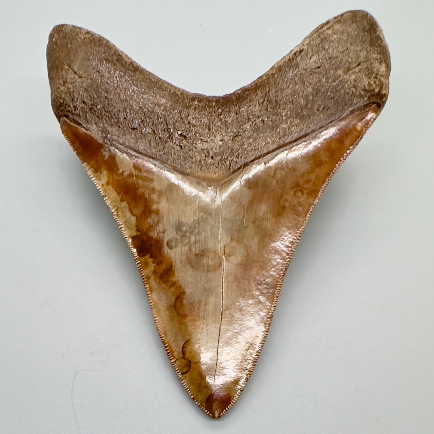 Exquisite 4.46" Red and Brown Megalodon Tooth from South Georgia