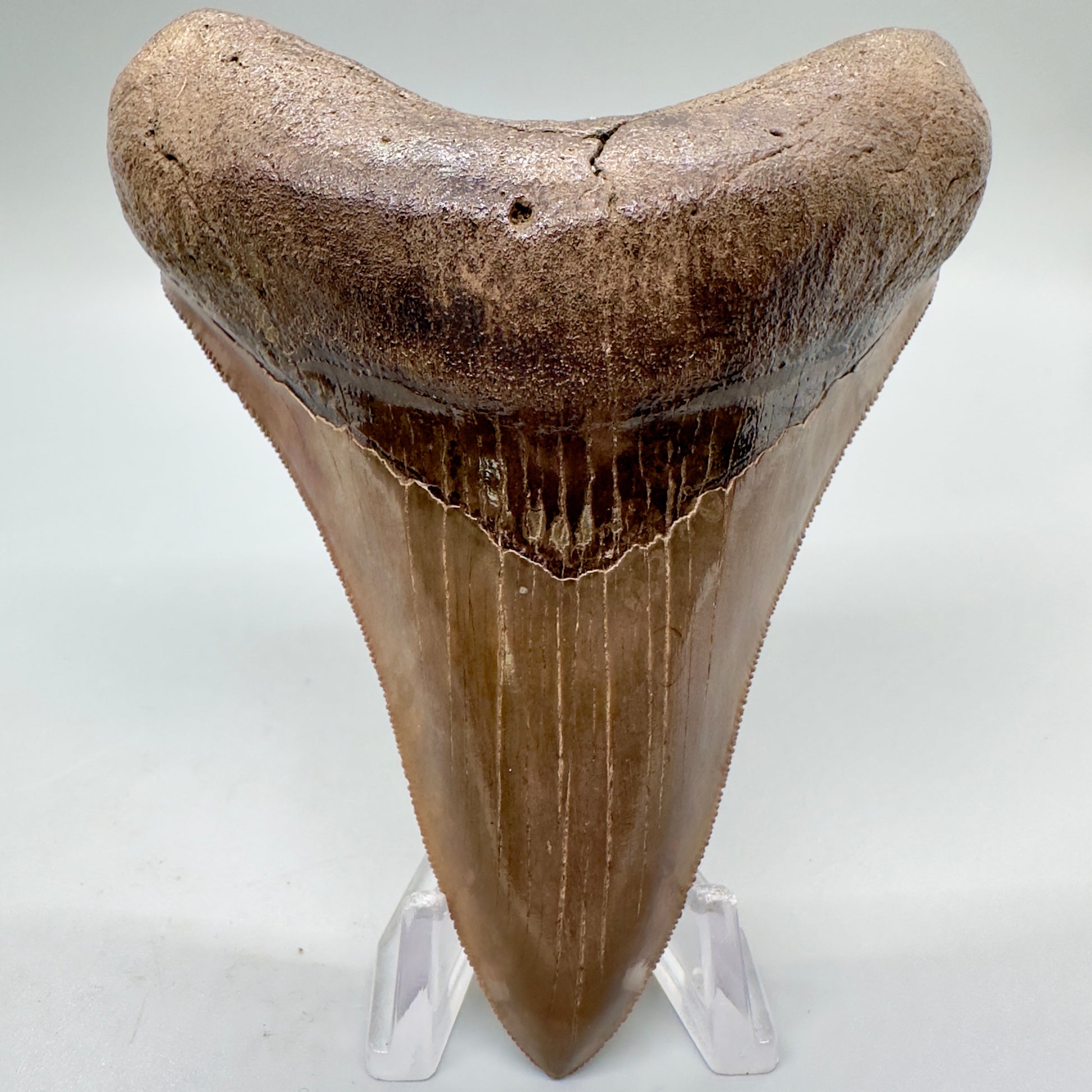 Collector quality gem 4.46 inches Red and brown serrated Megalodon tooth from Georgia front down2