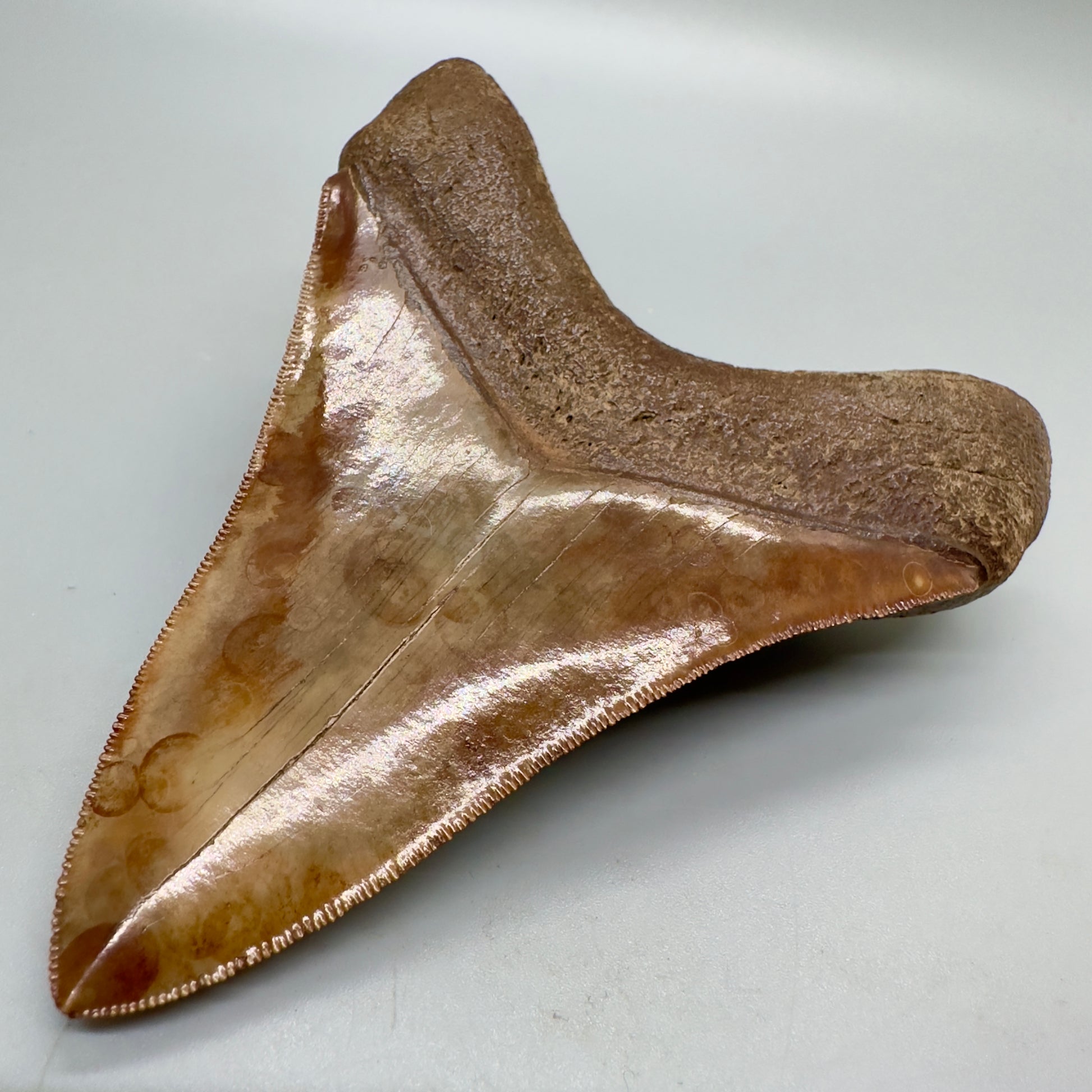Collector quality gem 4.46 inches Red and brown serrated Megalodon tooth from Georgia back right