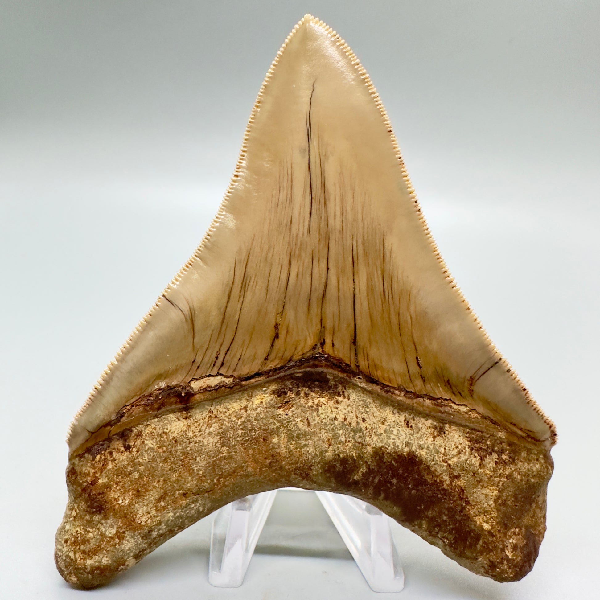 Collectors quality lower 4.25 inch Indonesian Megalodon Tooth CM4546 back