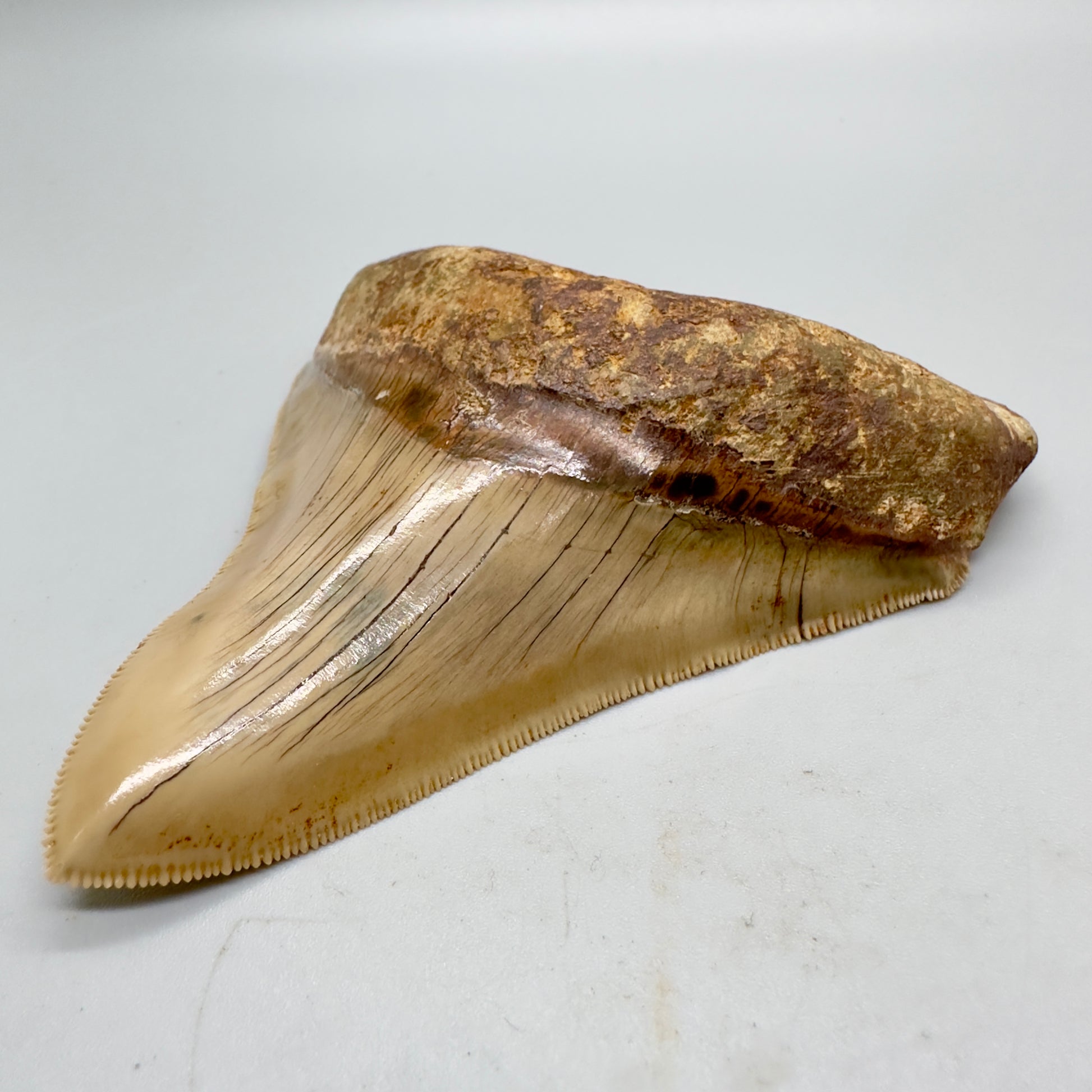 Collectors quality lower 4.25 inch Indonesian Megalodon Tooth CM4546 front right