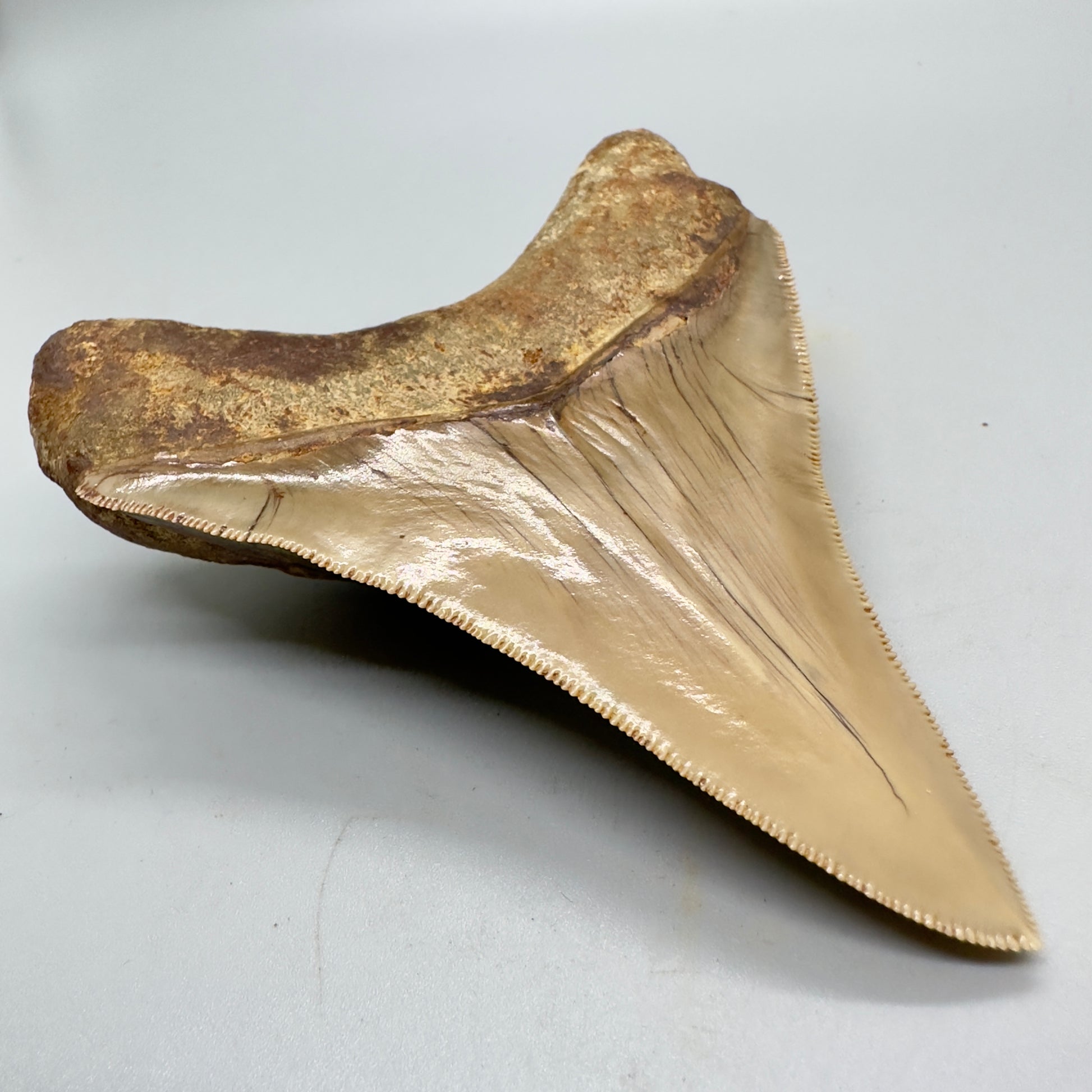 Collectors quality lower 4.25 inch Indonesian Megalodon Tooth CM4546 back left