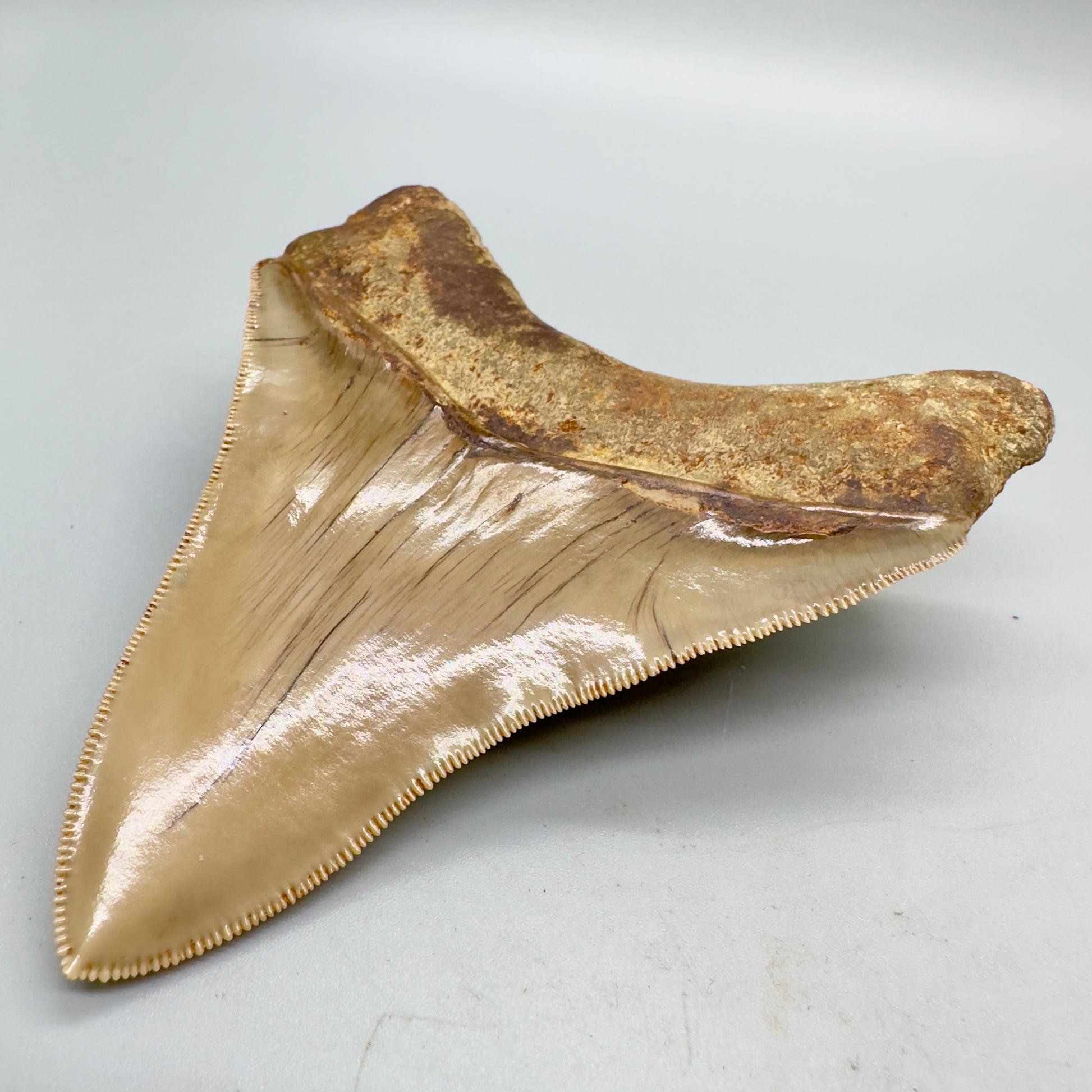 Collectors quality lower 4.25 inch Indonesian Megalodon Tooth CM4546 back right