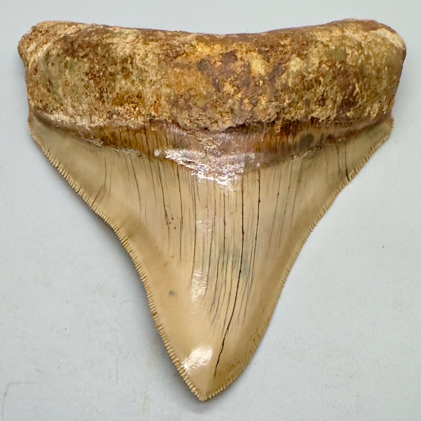 Collectors quality lower 4.25 inch Indonesian Megalodon Tooth CM4546 front down