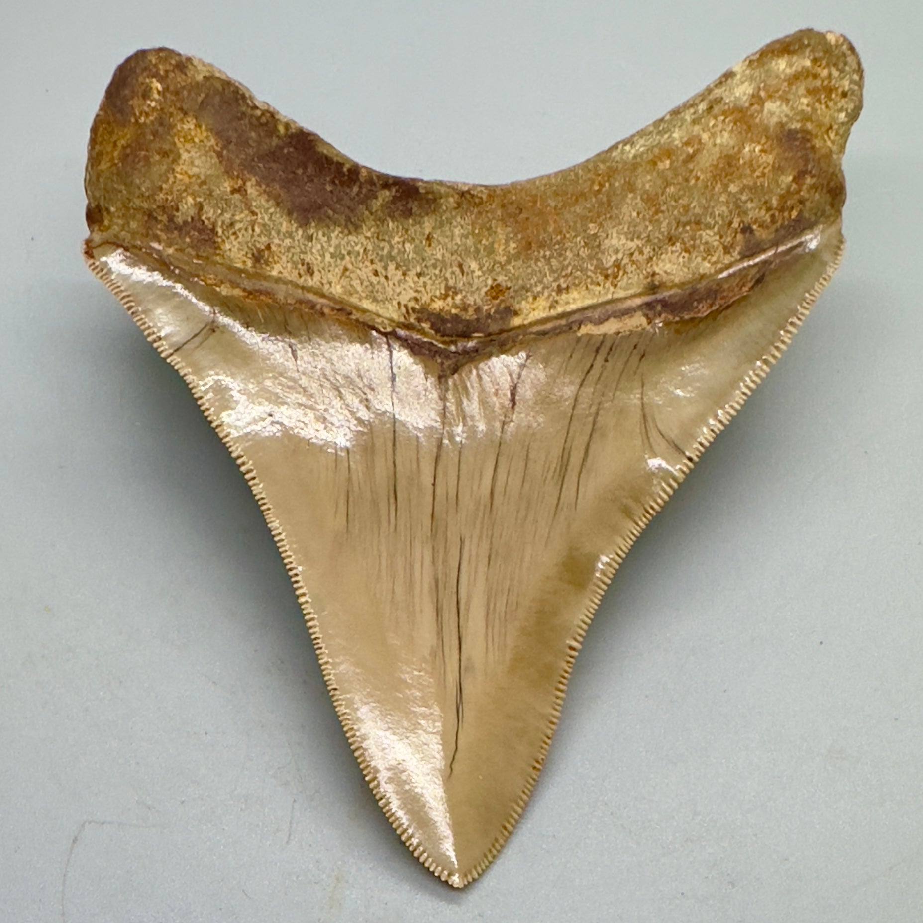 Collectors quality lower 4.25 inch Indonesian Megalodon Tooth CM4546 back down