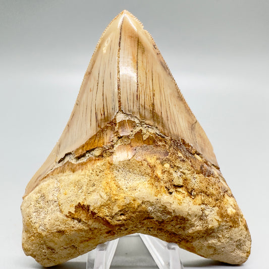Indonesian Megalodon Tooth 4.39 inch serrated with orange hues CM4527 front