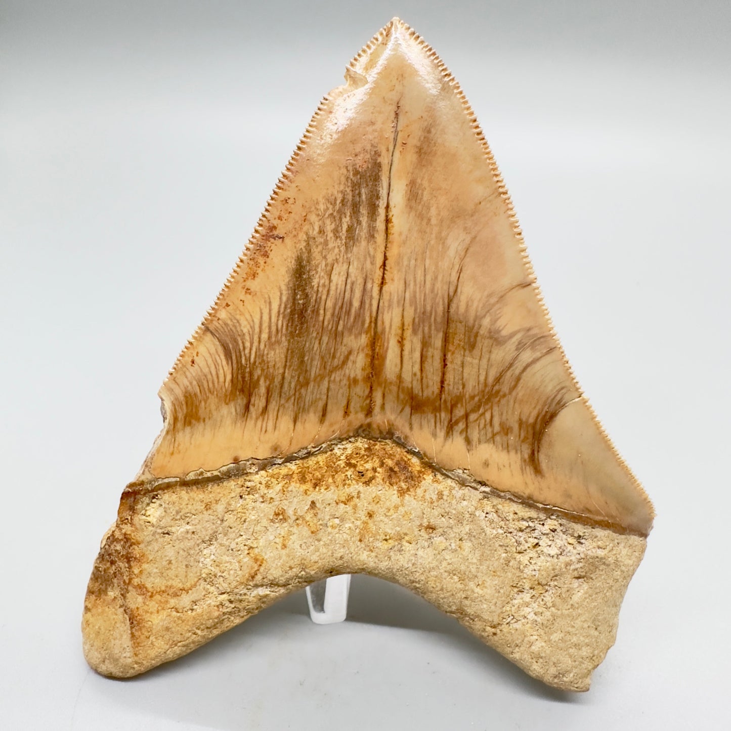 ndonesian Megalodon Tooth 4.39 inch serrated with orange hues CM4527 back