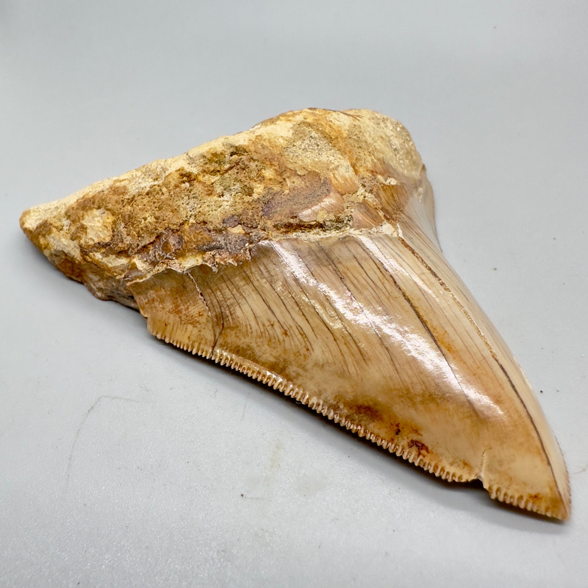 Indonesian Megalodon Tooth 4.39 inch serrated with orange hues CM4527 front left