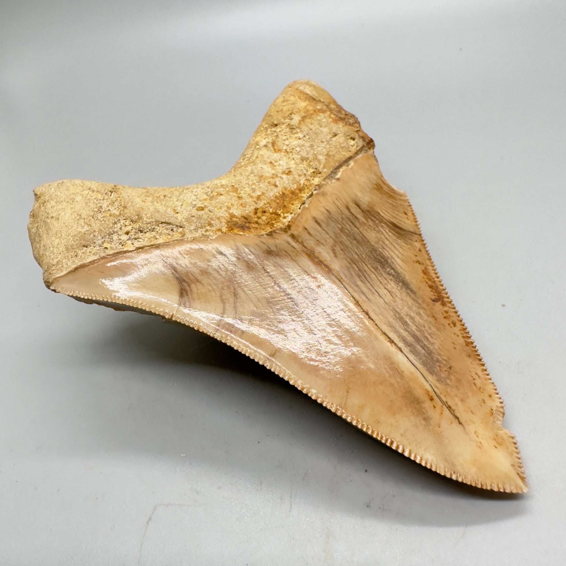 Indonesian Megalodon Tooth 4.39 inch serrated with orange hues CM4527 back left