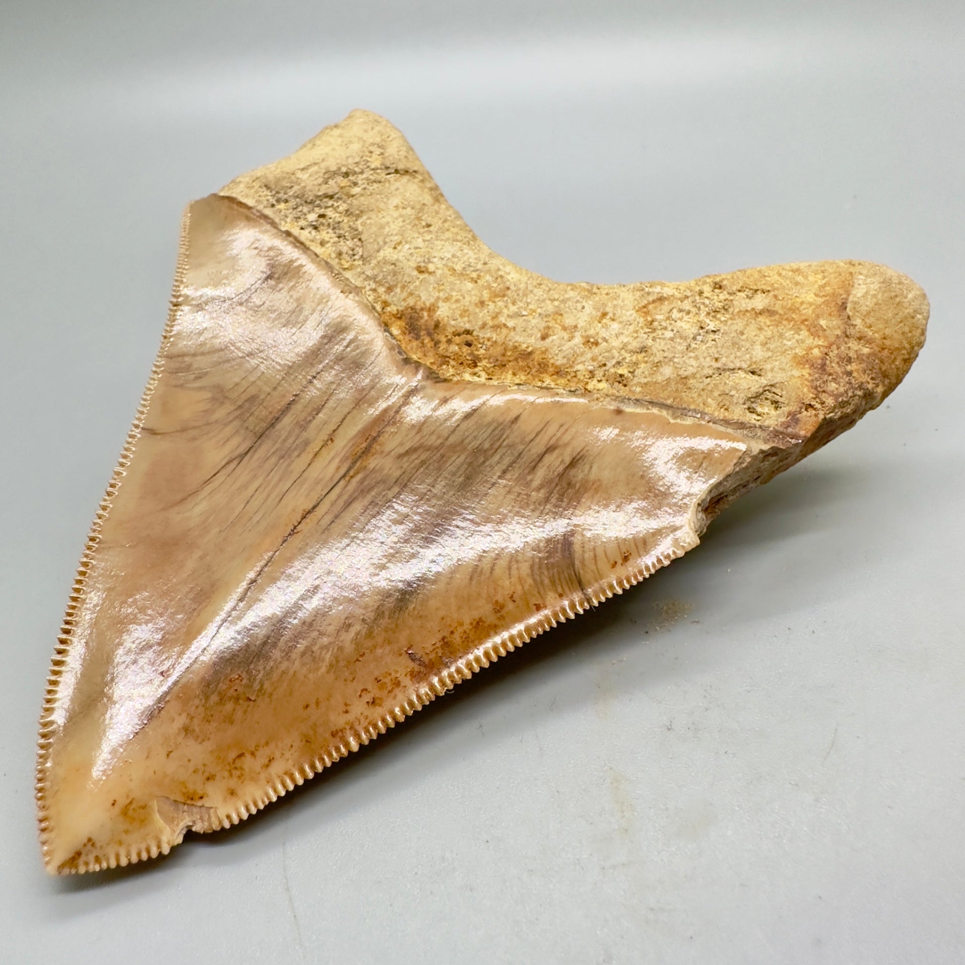 ndonesian Megalodon Tooth 4.39 inch serrated with orange hues CM4527 back right