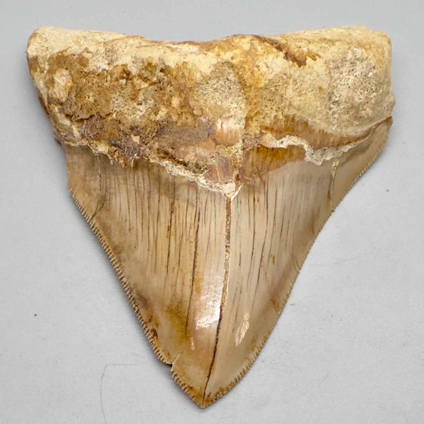Indonesian Megalodon Tooth 4.39 inch serrated with orange hues CM4527 front down