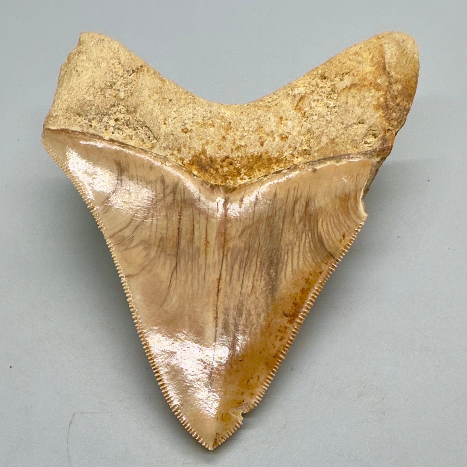 ndonesian Megalodon Tooth 4.39 inch serrated with orange hues CM4527 back down