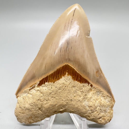 Indonesian Megalodon Tooth 3.97 inch serrated CM4548 front