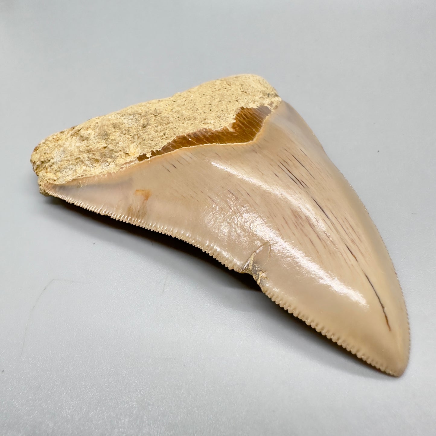 Indonesian Megalodon Tooth 3.97 inch serrated CM4548 front left