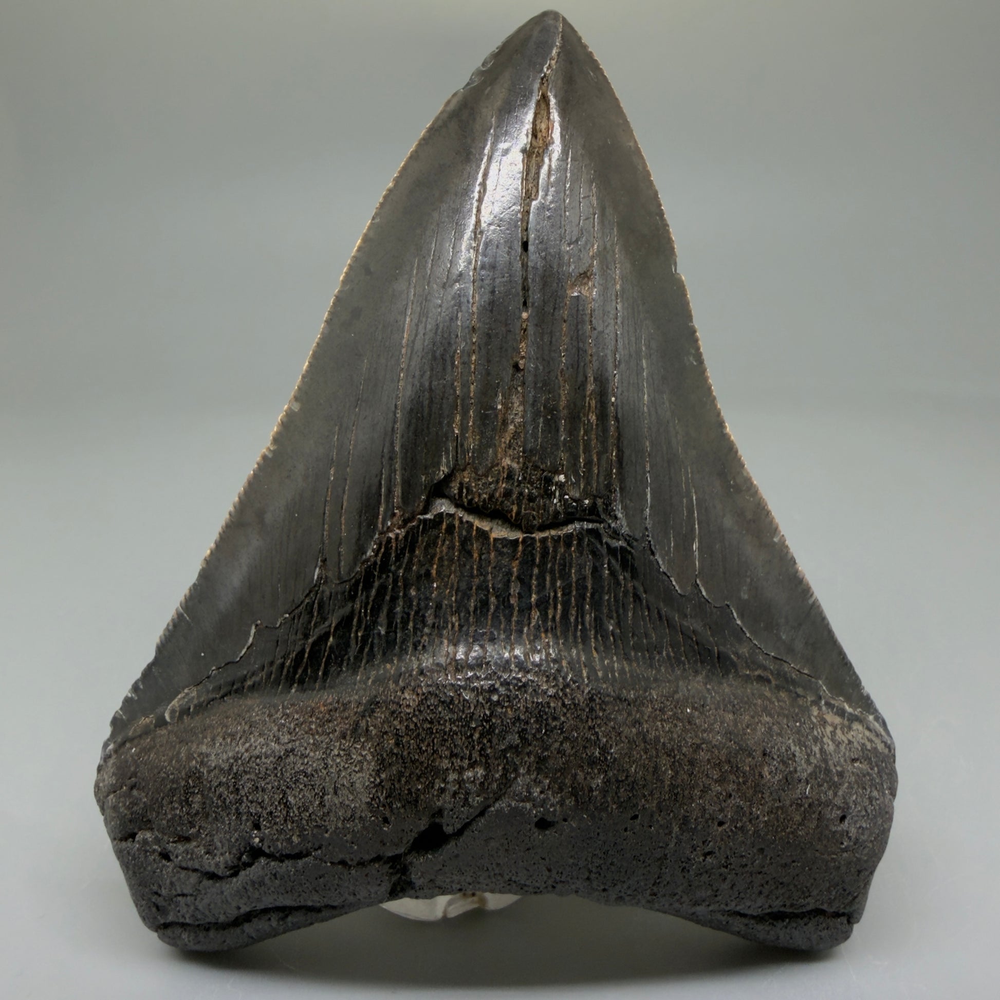 Front View 4.02" Fossil Megalodon Tooth – Authentic Carcharocles megalodon Tooth from South Carolina CM5921 - 3