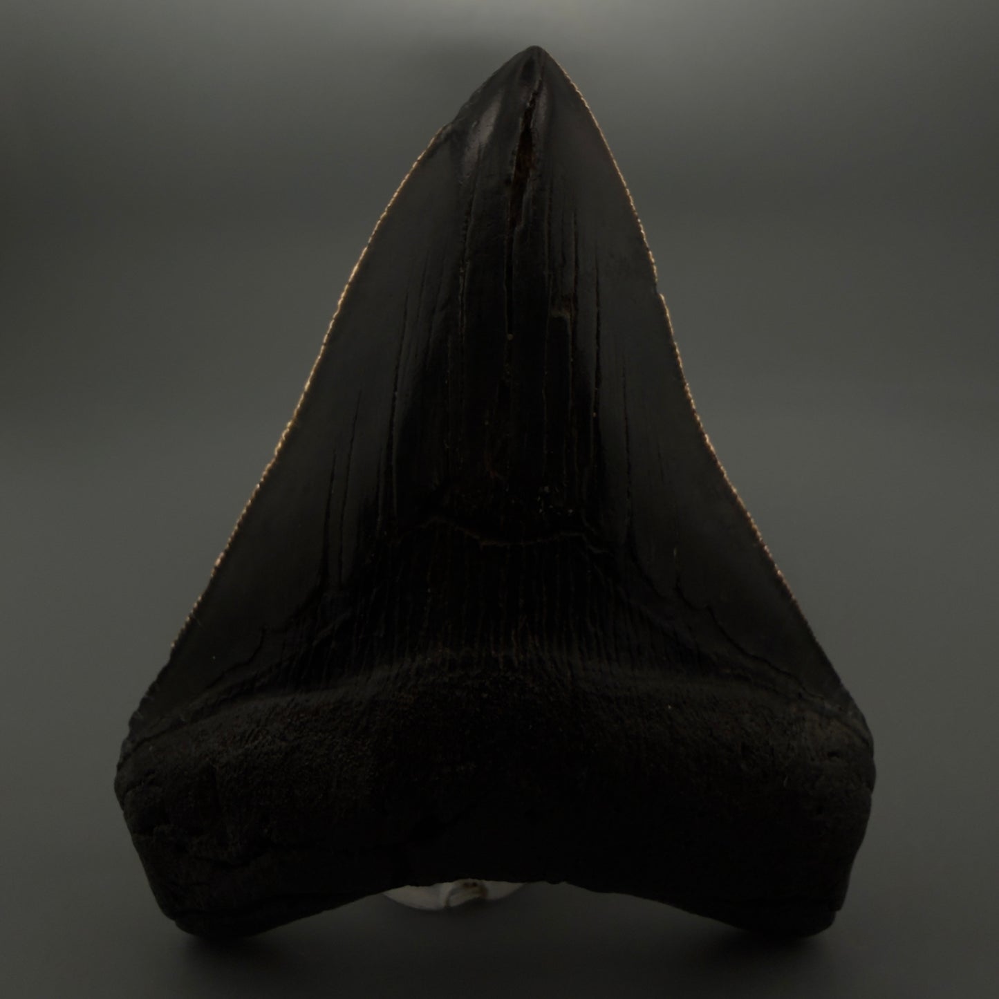 Front View 4.02" Fossil Megalodon Tooth – Authentic Carcharocles megalodon Tooth from South Carolina CM5921 - 2