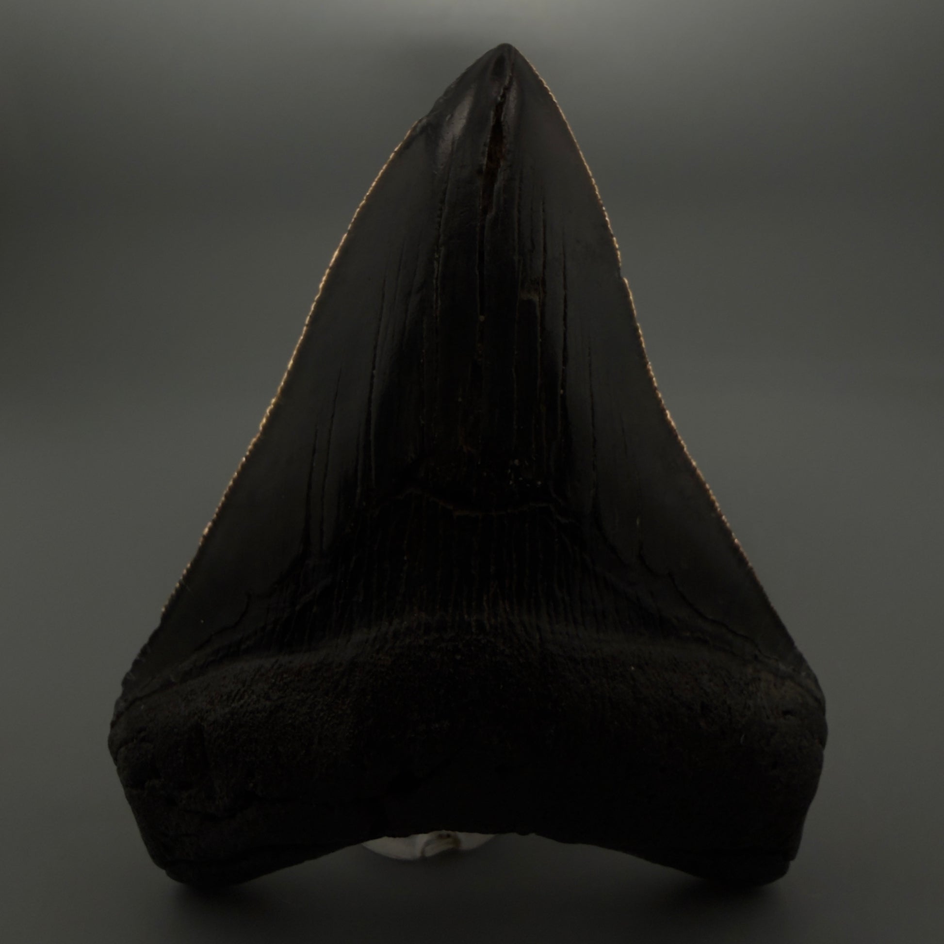 Front View 4.02" Fossil Megalodon Tooth – Authentic Carcharocles megalodon Tooth from South Carolina CM5921 - 2