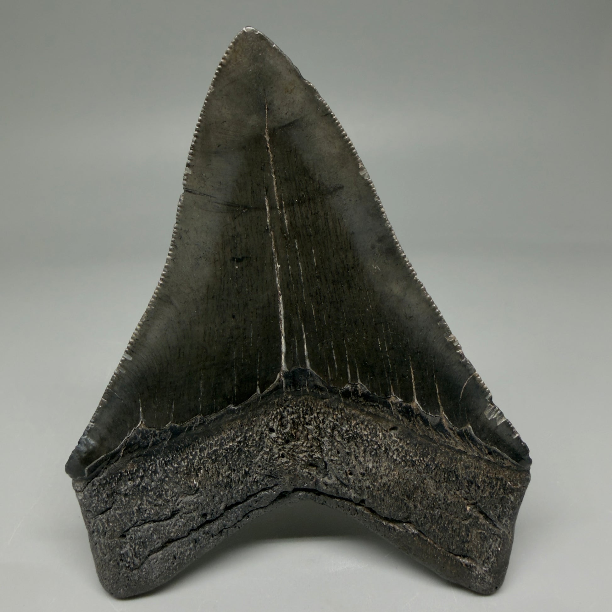 Back View 4.02" Fossil Megalodon Tooth – Authentic Carcharocles megalodon Tooth from South Carolina CM5921