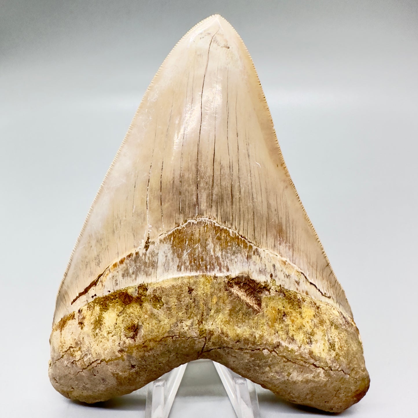 Megalodon Tooth Large, collector quality 5.37 inch from Indonesia CM4528 front