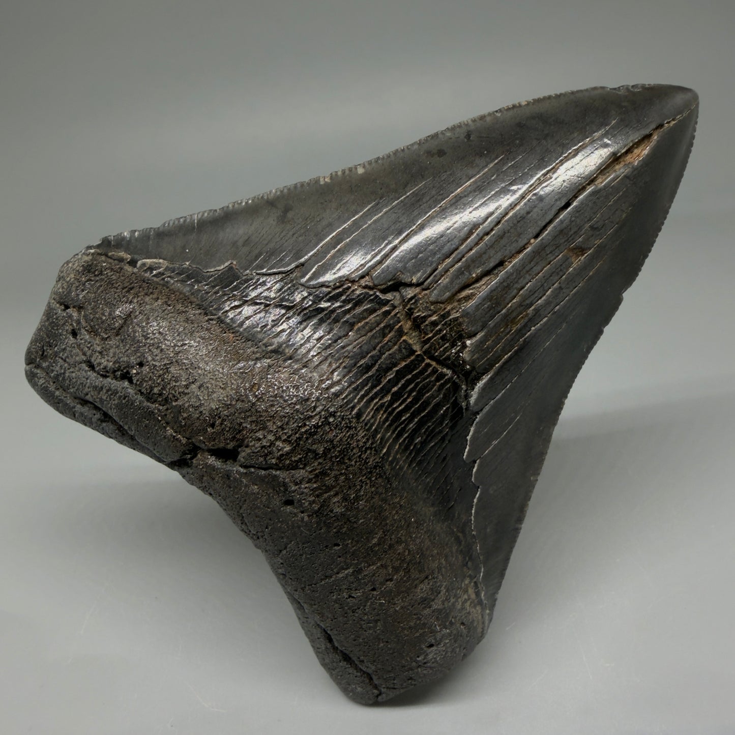Front View 4.02" Fossil Megalodon Tooth – Authentic Carcharocles megalodon Tooth from South Carolina CM5921 - 1