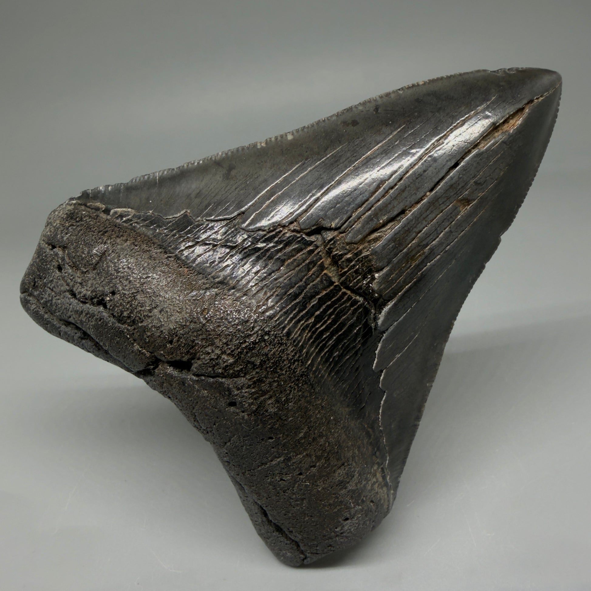 Front View 4.02" Fossil Megalodon Tooth – Authentic Carcharocles megalodon Tooth from South Carolina CM5921 - 1