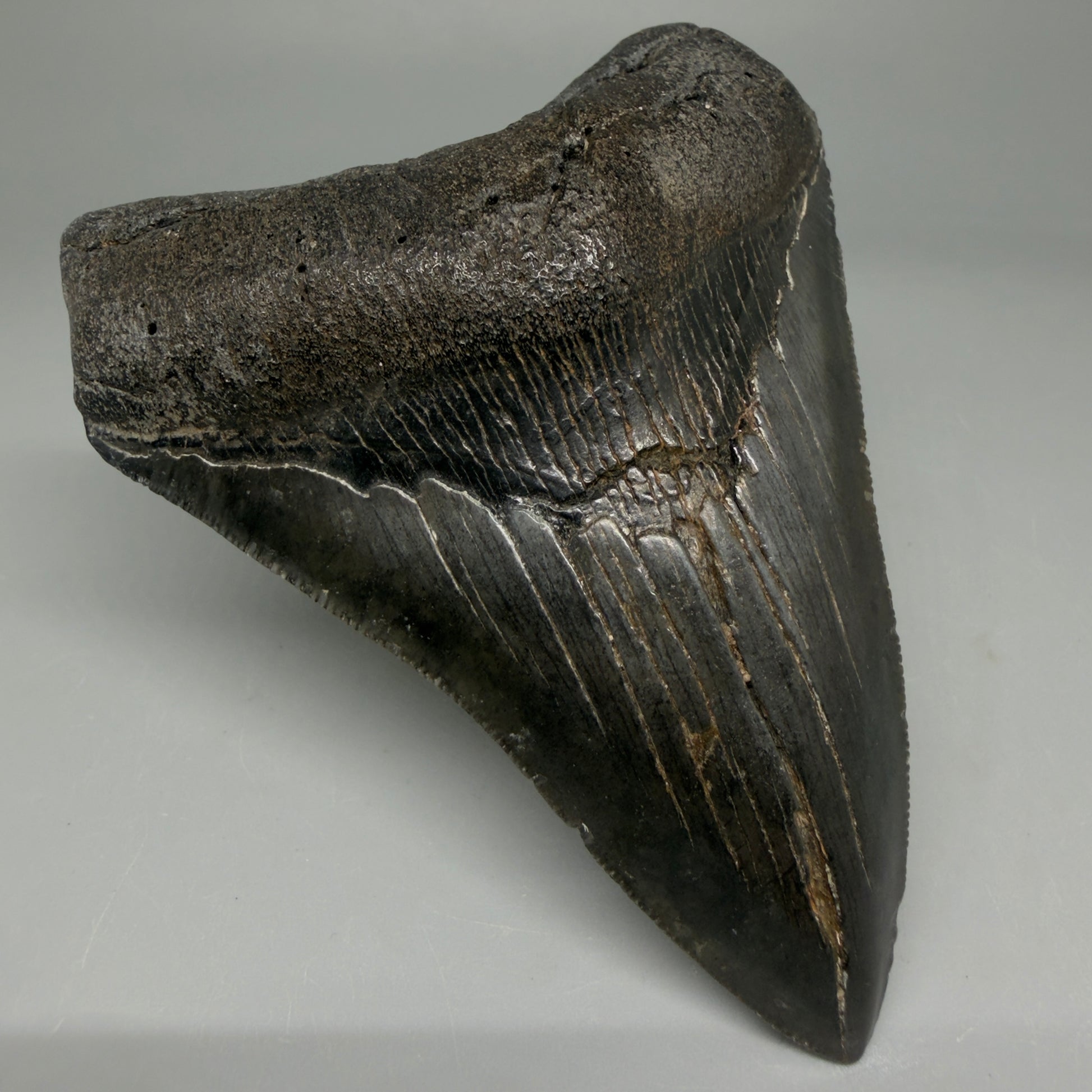 Front Left View 4.02" Fossil Megalodon Tooth – Authentic Carcharocles megalodon Tooth from South Carolina CM5921