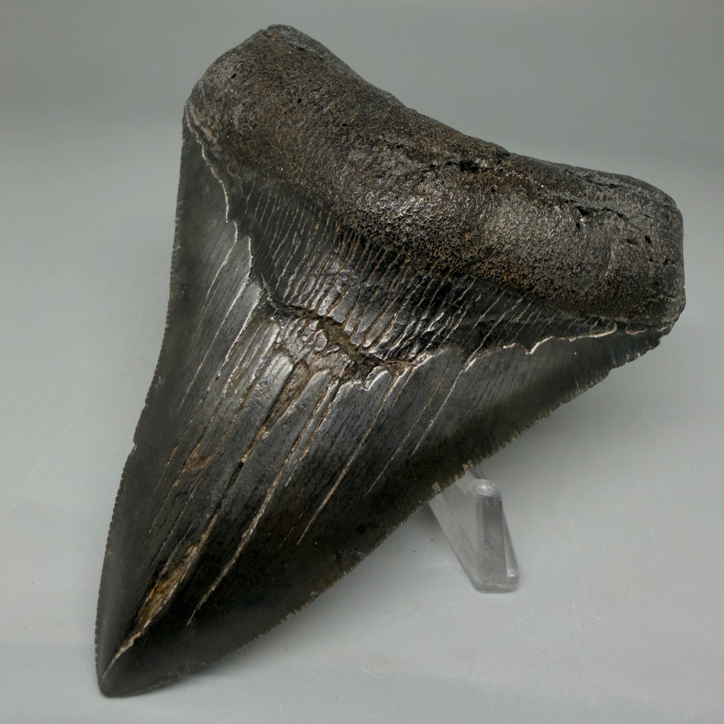 Front Right View 4.02" Fossil Megalodon Tooth – Authentic Carcharocles megalodon Tooth from South Carolina CM5921