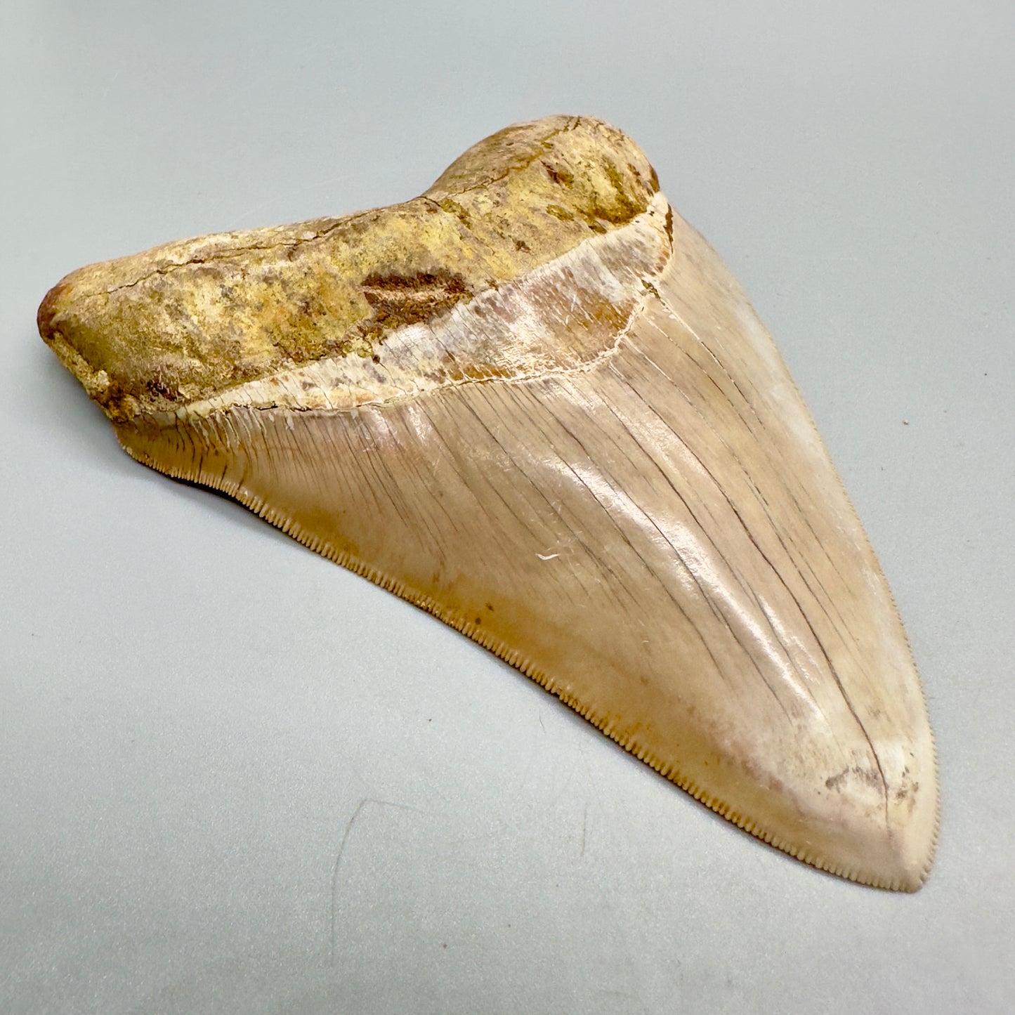 Megalodon Tooth Large, collector quality 5.37 inch from Indonesia CM4528 front left
