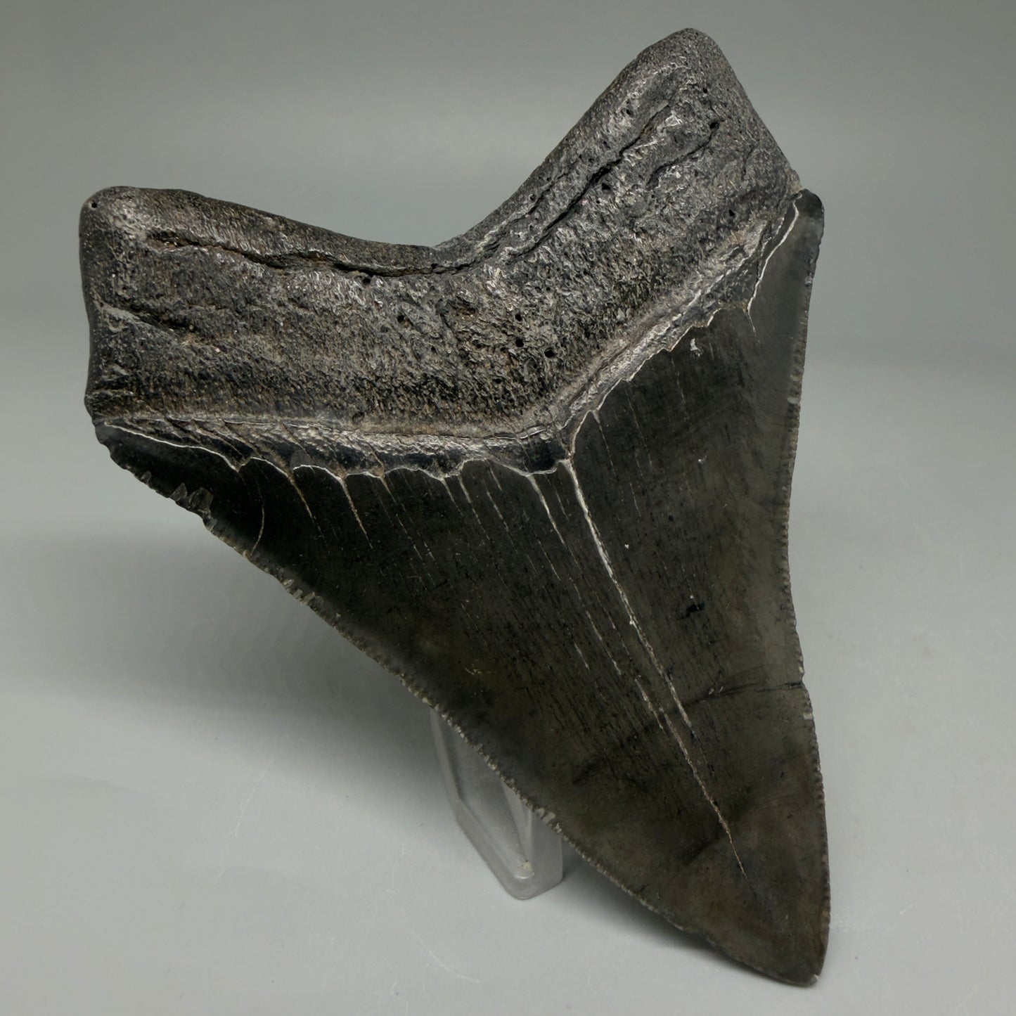 Back Left View 4.02" Fossil Megalodon Tooth – Authentic Carcharocles megalodon Tooth from South Carolina CM5921
