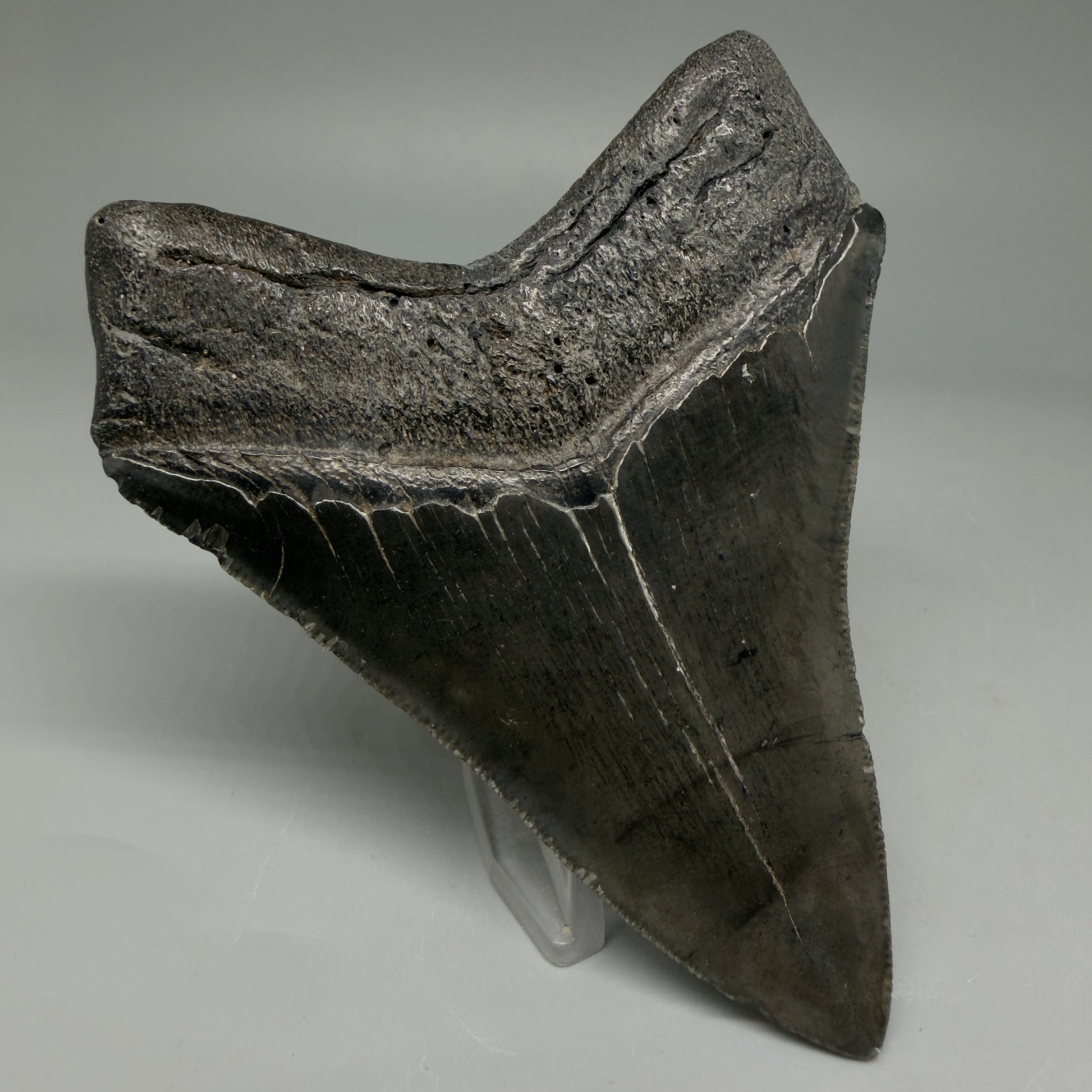Back Left View 4.02" Fossil Megalodon Tooth – Authentic Carcharocles megalodon Tooth from South Carolina CM5921