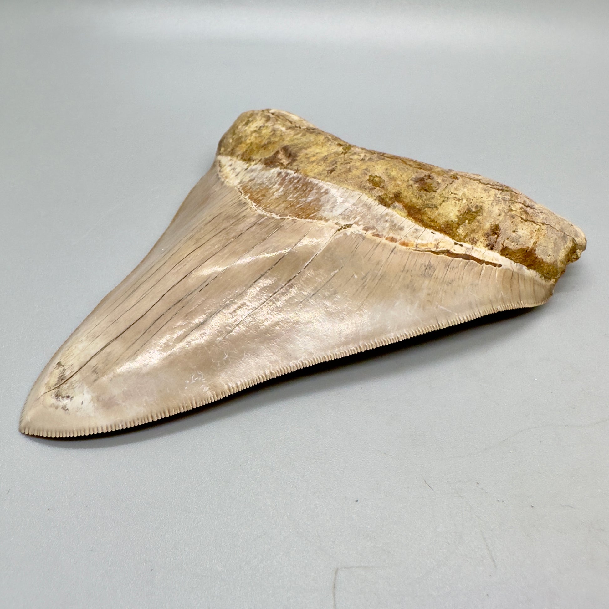 Megalodon Tooth Large, collector quality 5.37 inch from Indonesia CM4528 front right