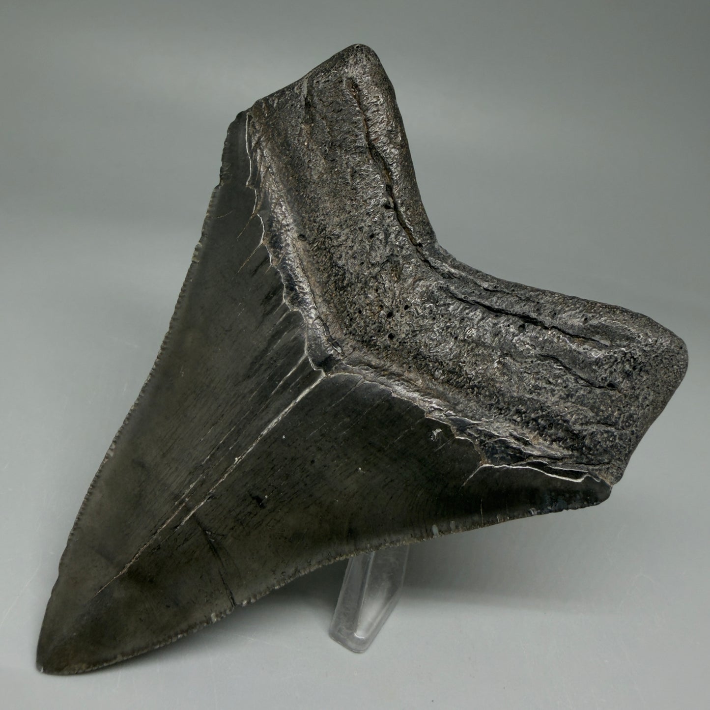 Back Right View 4.02" Fossil Megalodon Tooth – Authentic Carcharocles megalodon Tooth from South Carolina CM5921