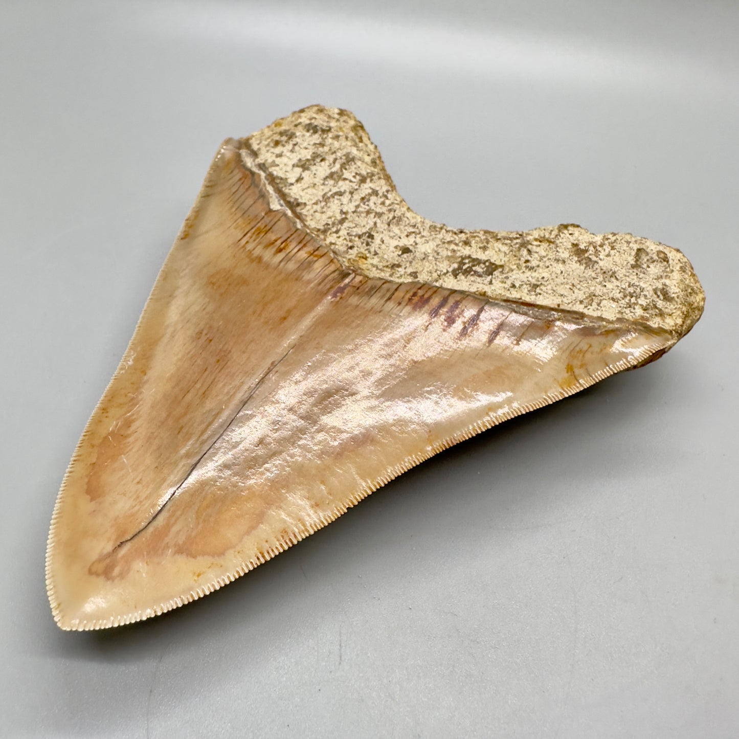 Megalodon Tooth Large, collector quality 5.37 inch from Indonesia CM4528 back right