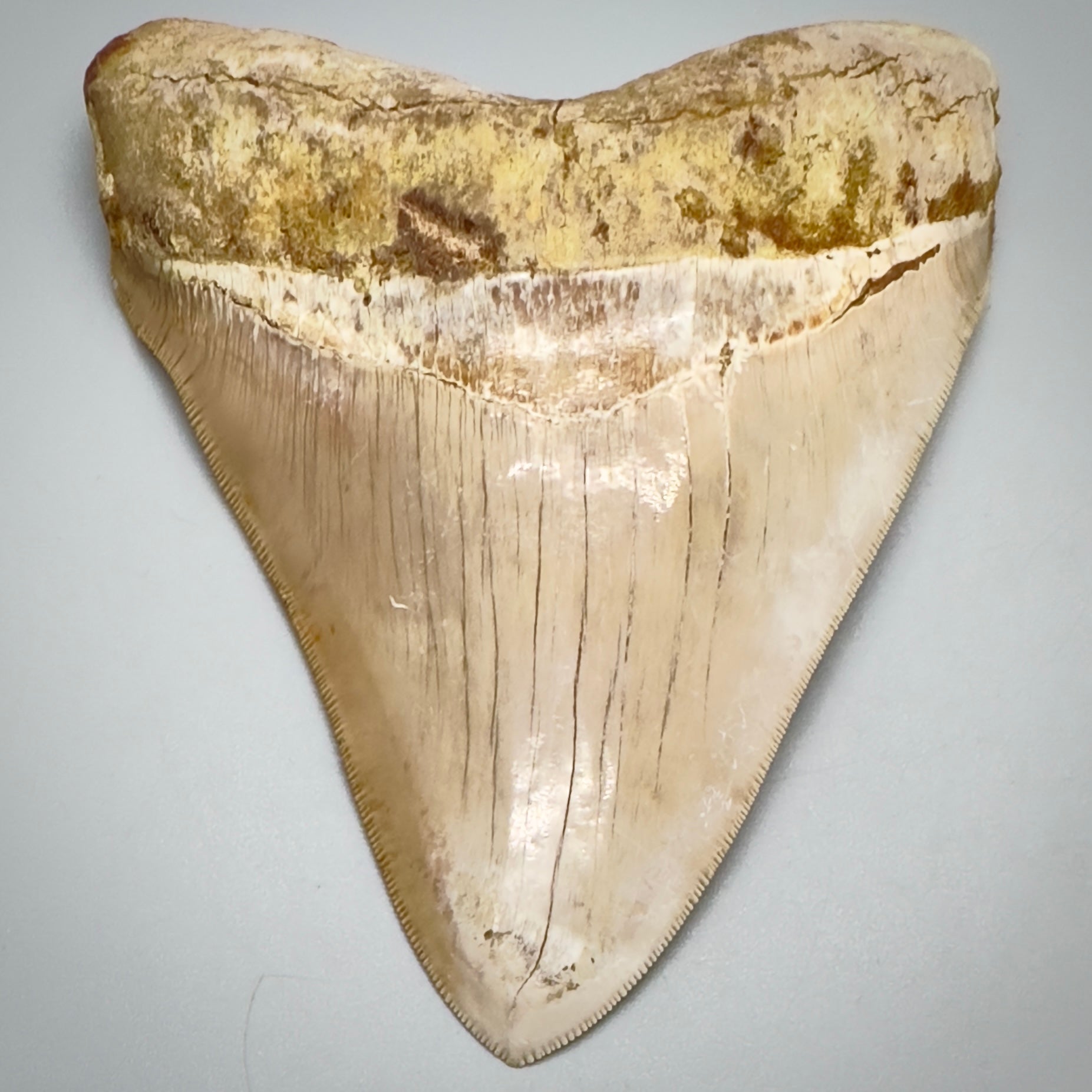 Megalodon Tooth Large, collector quality 5.37 inch from Indonesia CM4528 front down