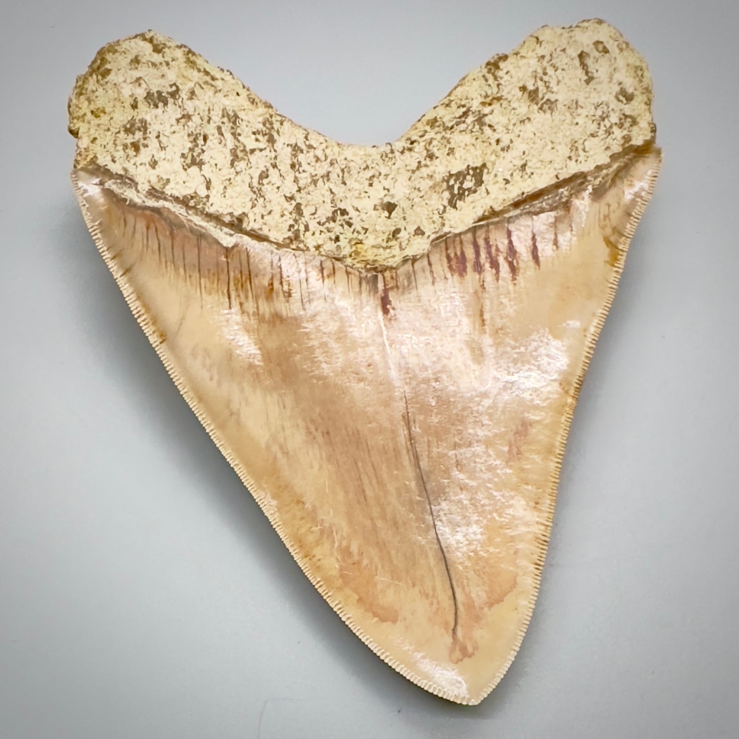 Megalodon  Tooth Large, collector quality 5.37 inch from Indonesia CM4528 back down