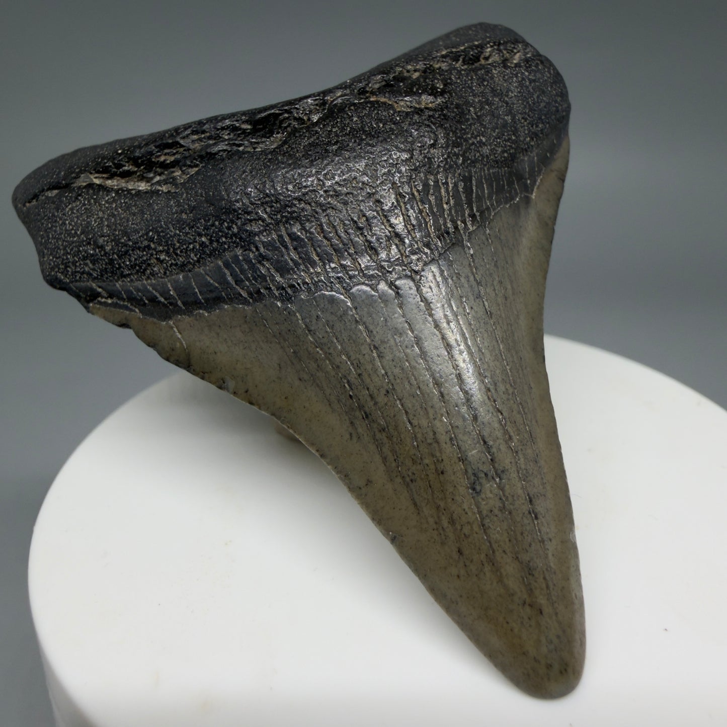 Front Left View 2.66" Colorful Fossil Megalodon Tooth – South Carolina River Find | Authentic CM6399
