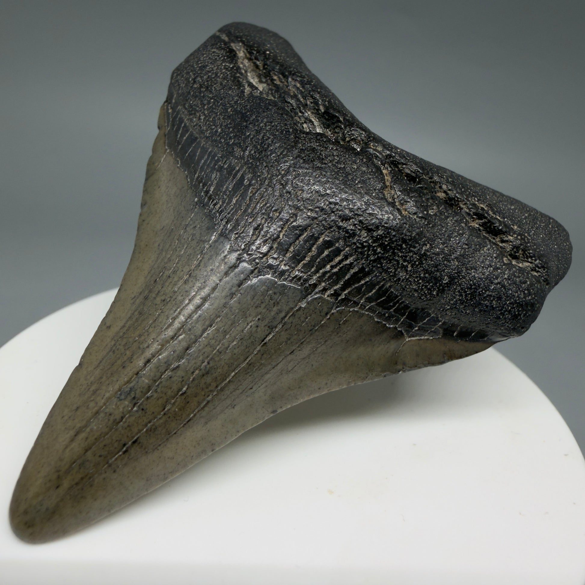 Front Right View 2.66" Colorful Fossil Megalodon Tooth – South Carolina River Find | Authentic CM6399