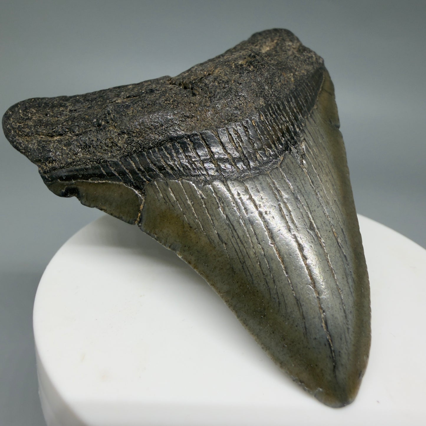 Front Left View Colorful 2.91" Fossil Megalodon Tooth – South Carolina River Find | AuthentiC CM6400