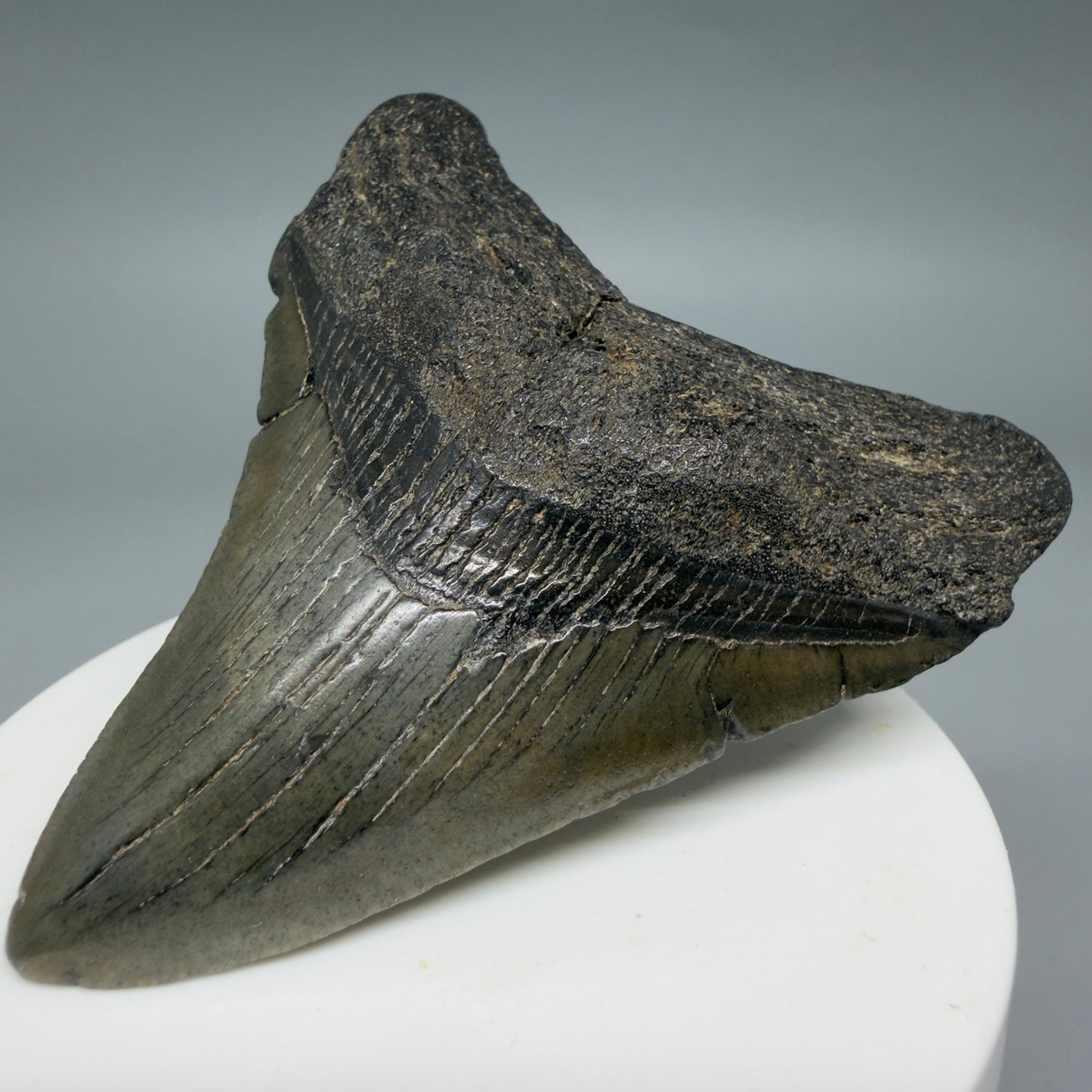 Front Right View Colorful 2.91" Fossil Megalodon Tooth – South Carolina River Find | AuthentiC CM6400
