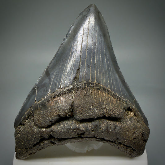 Front View Colorful 3.47" Megalodon Tooth – Colorful Fossil Megalodon Tooth from South Carolina for Sale CM5920 - 2