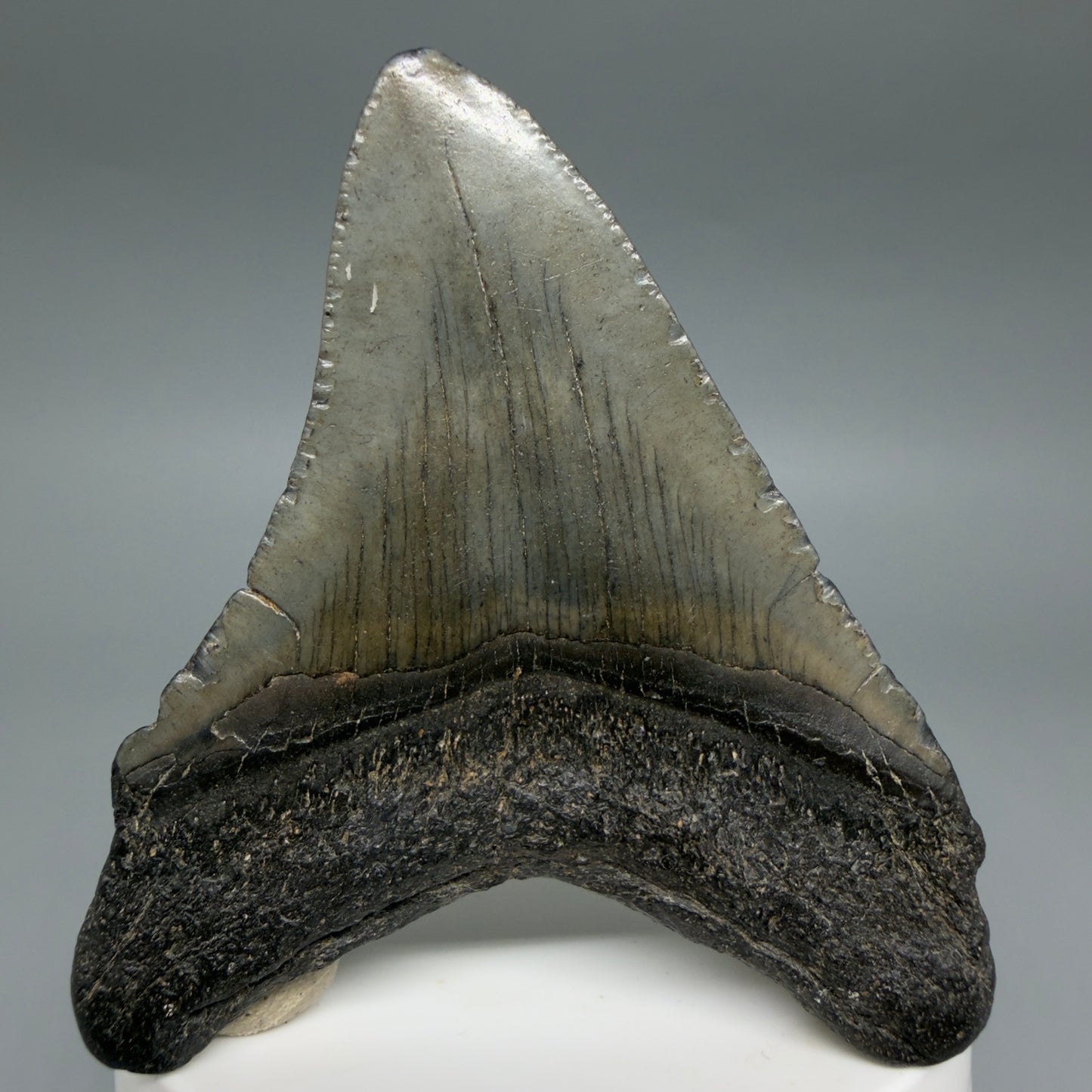 Back View Colorful 2.91" Fossil Megalodon Tooth – South Carolina River Find | AuthentiC CM6400