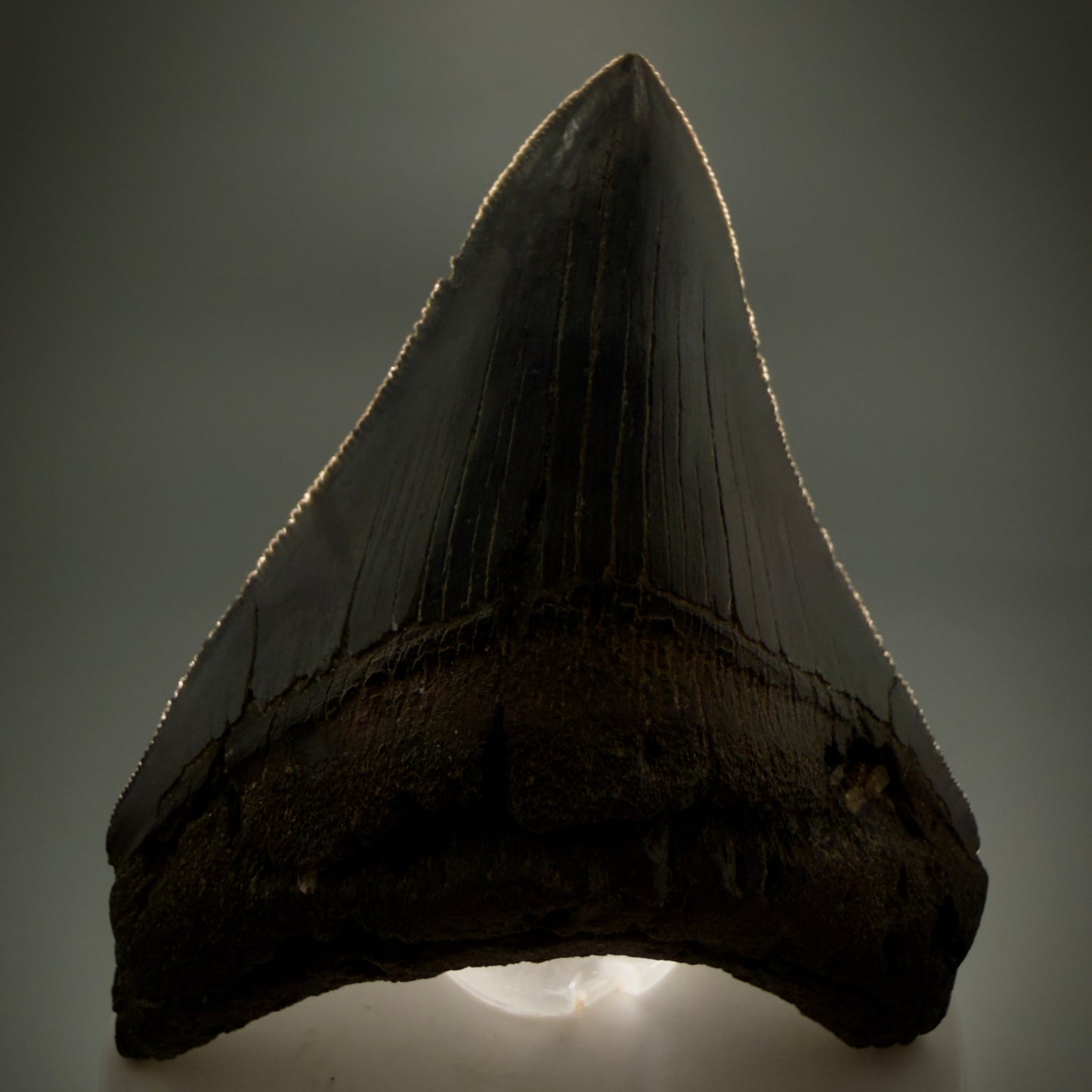 Front View Colorful 3.47" Megalodon Tooth – Colorful Fossil Megalodon Tooth from South Carolina for Sale CM5920 - 1