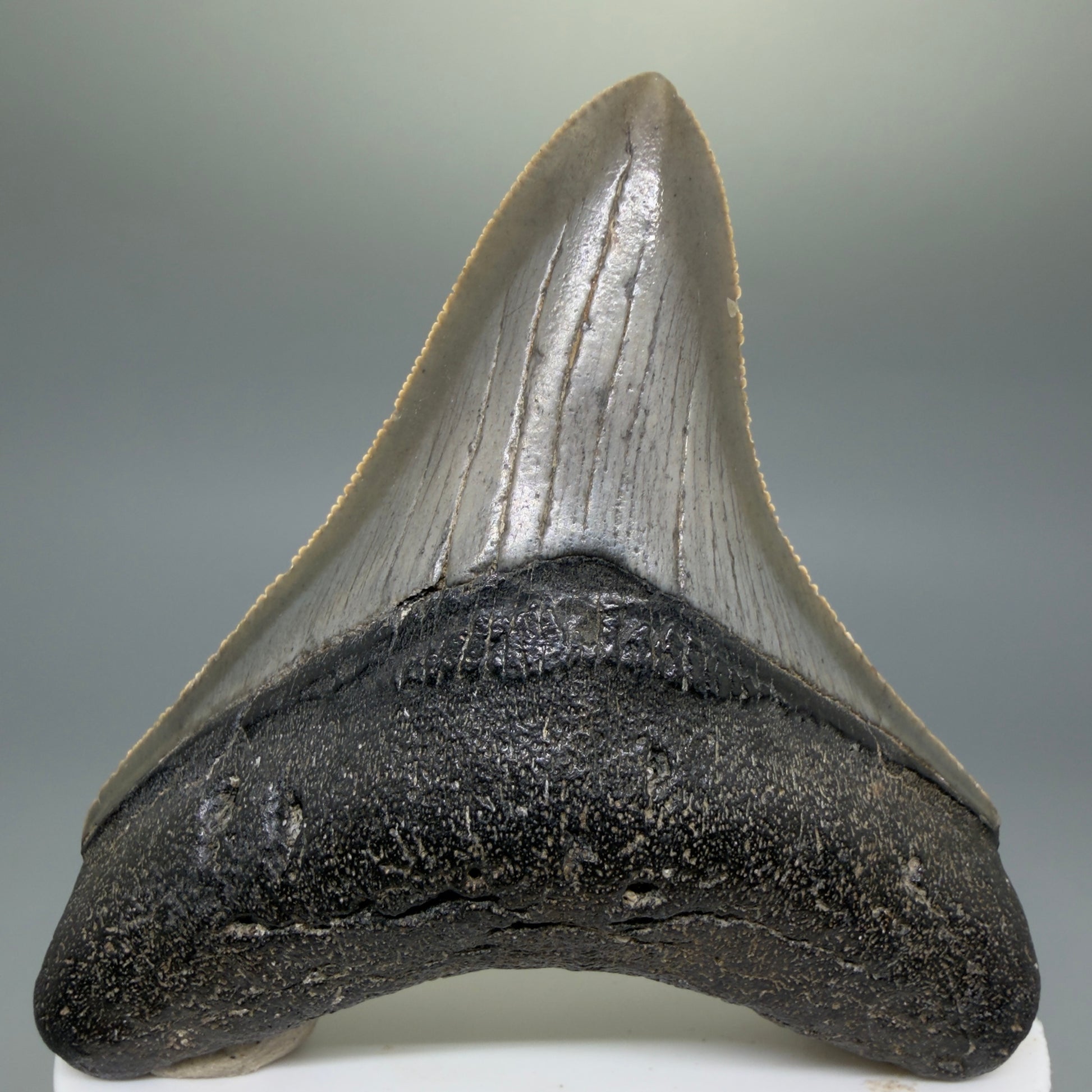 Front View Gorgeous, sharply serrated 2.81" Fossil Megalodon Tooth – South Carolina River Find | Authentic CM6401 - 2