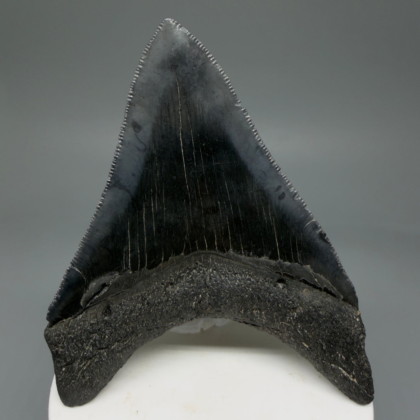 Back View Colorful 3.47" Megalodon Tooth – Colorful Fossil Megalodon Tooth from South Carolina for Sale CM5920