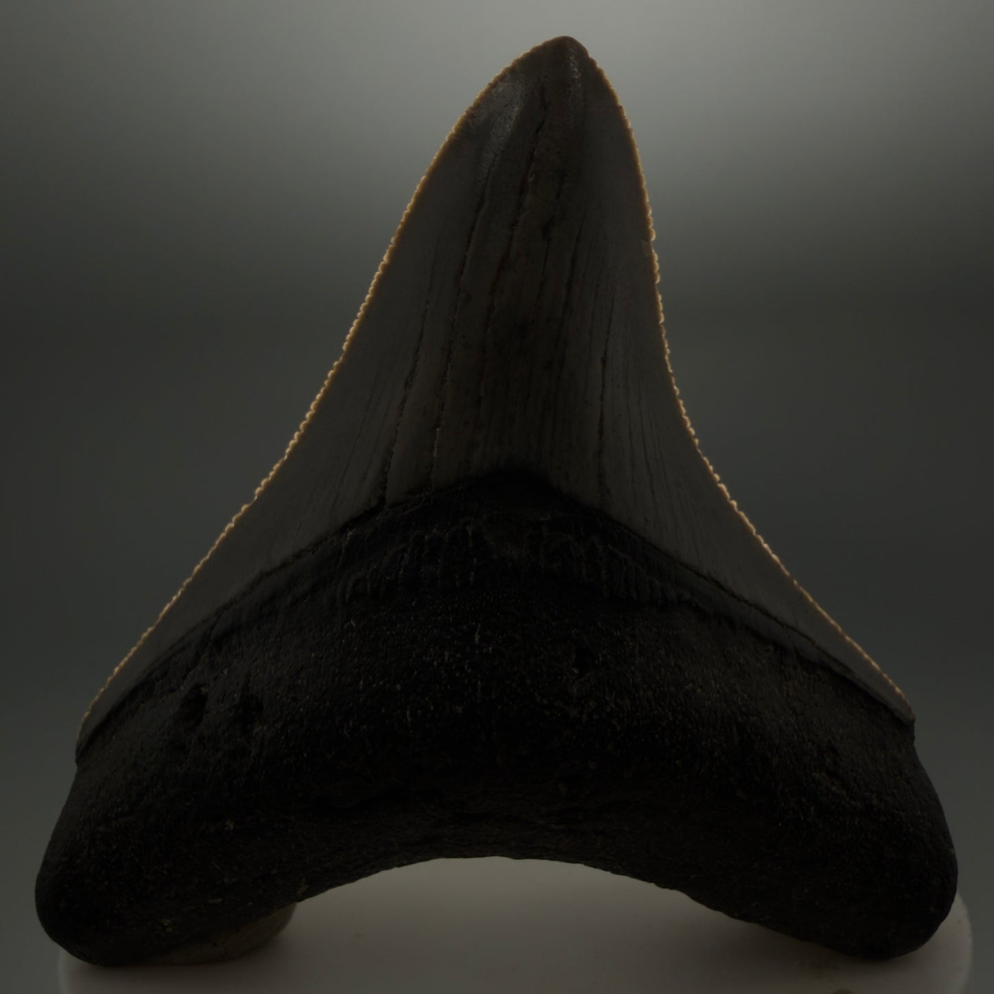 Front View Gorgeous, sharply serrated 2.81" Fossil Megalodon Tooth – South Carolina River Find | Authentic CM6401 - 1