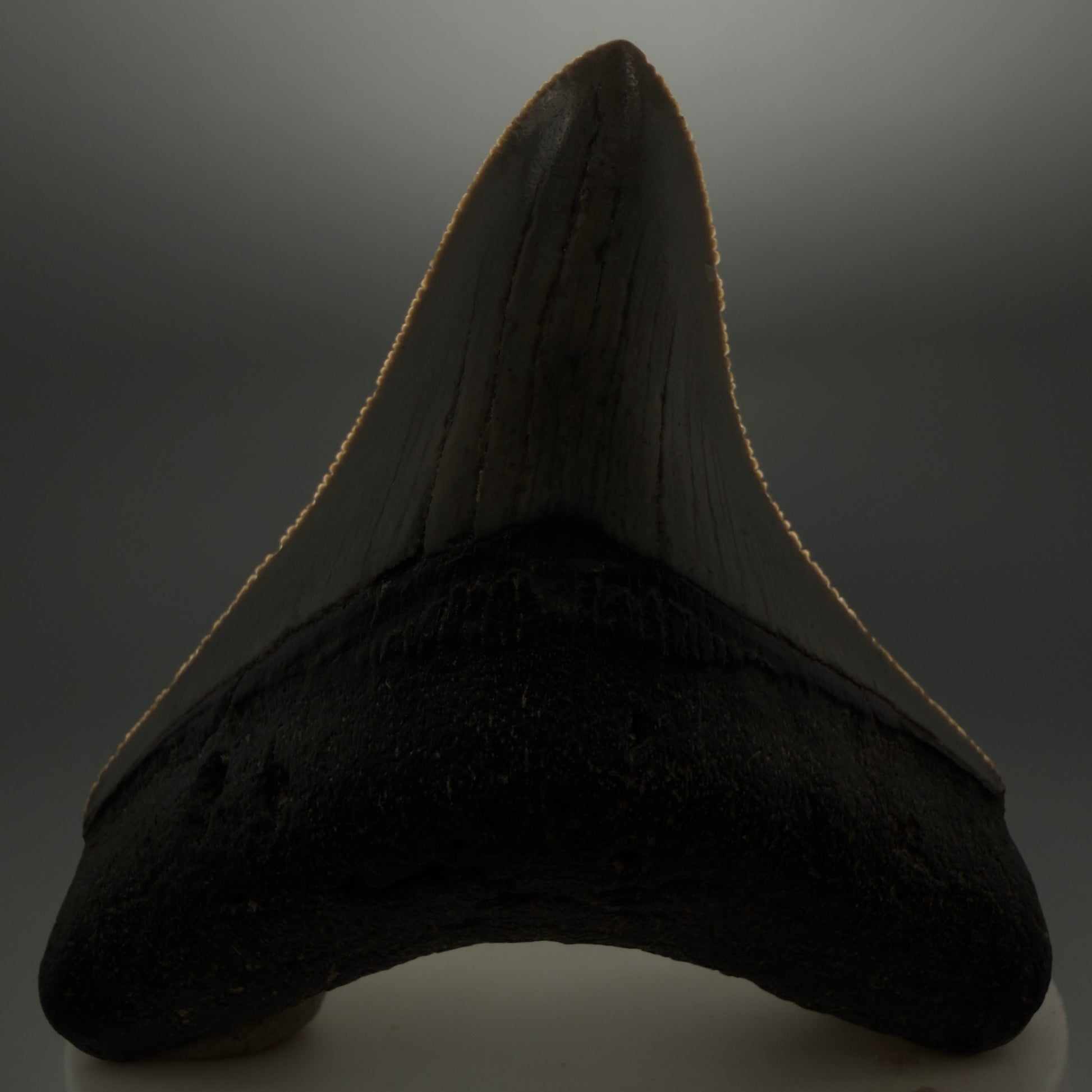 Front View Gorgeous, sharply serrated 2.81" Fossil Megalodon Tooth – South Carolina River Find | Authentic CM6401 - 1